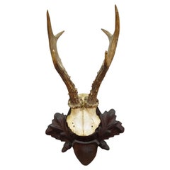 Black Forest Antique Roe Deer Trophy on Carved Plaque, Germany 1940s