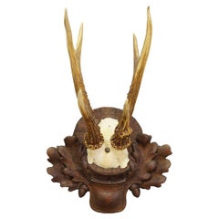 Black Forest Antique Roe Deer Trophy on Carved Plaque, Germany 1940s