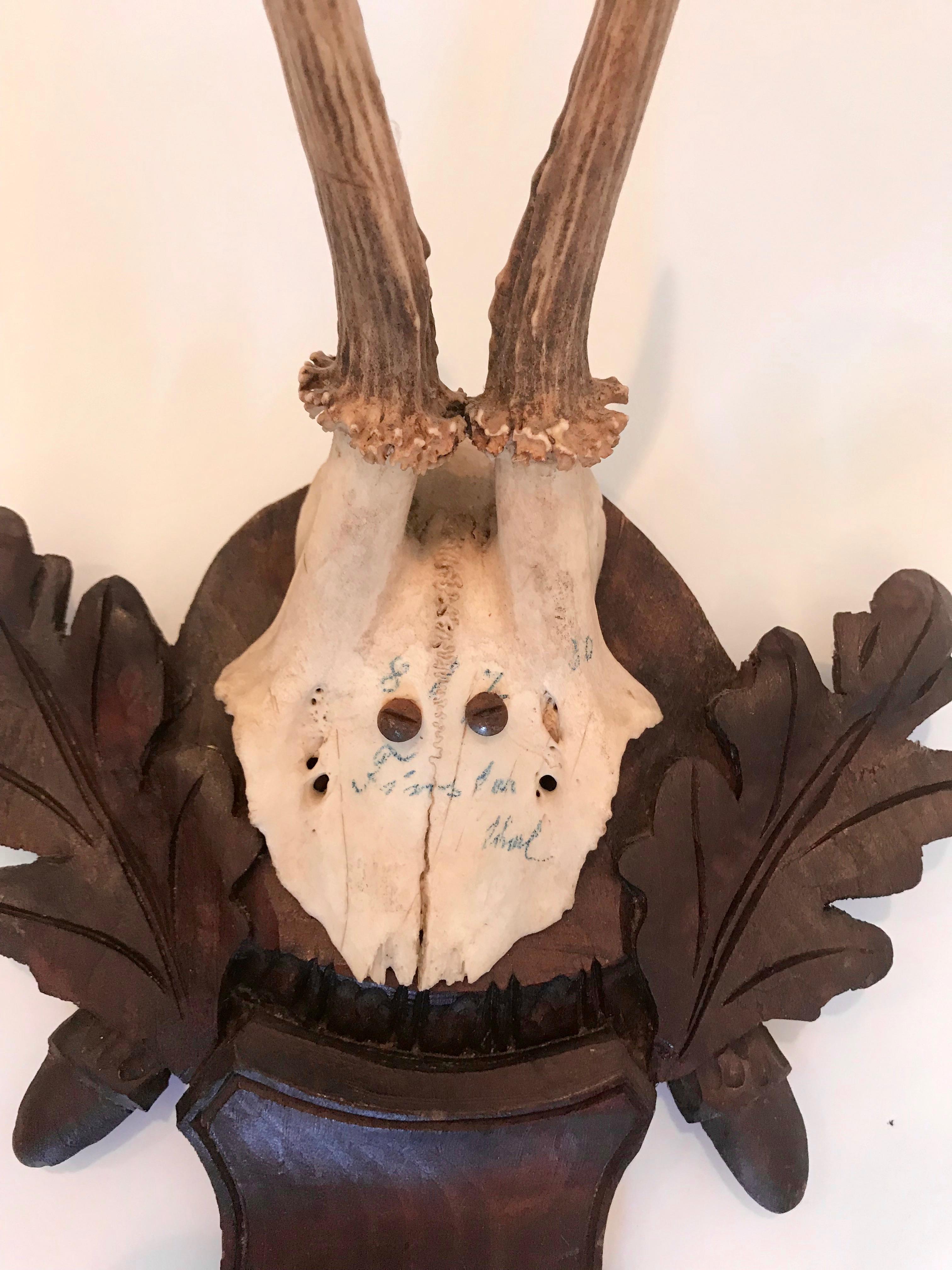Vintage Black Forest antlers mounted on a round back with a shield carved underneath with leaf decoration on each side.