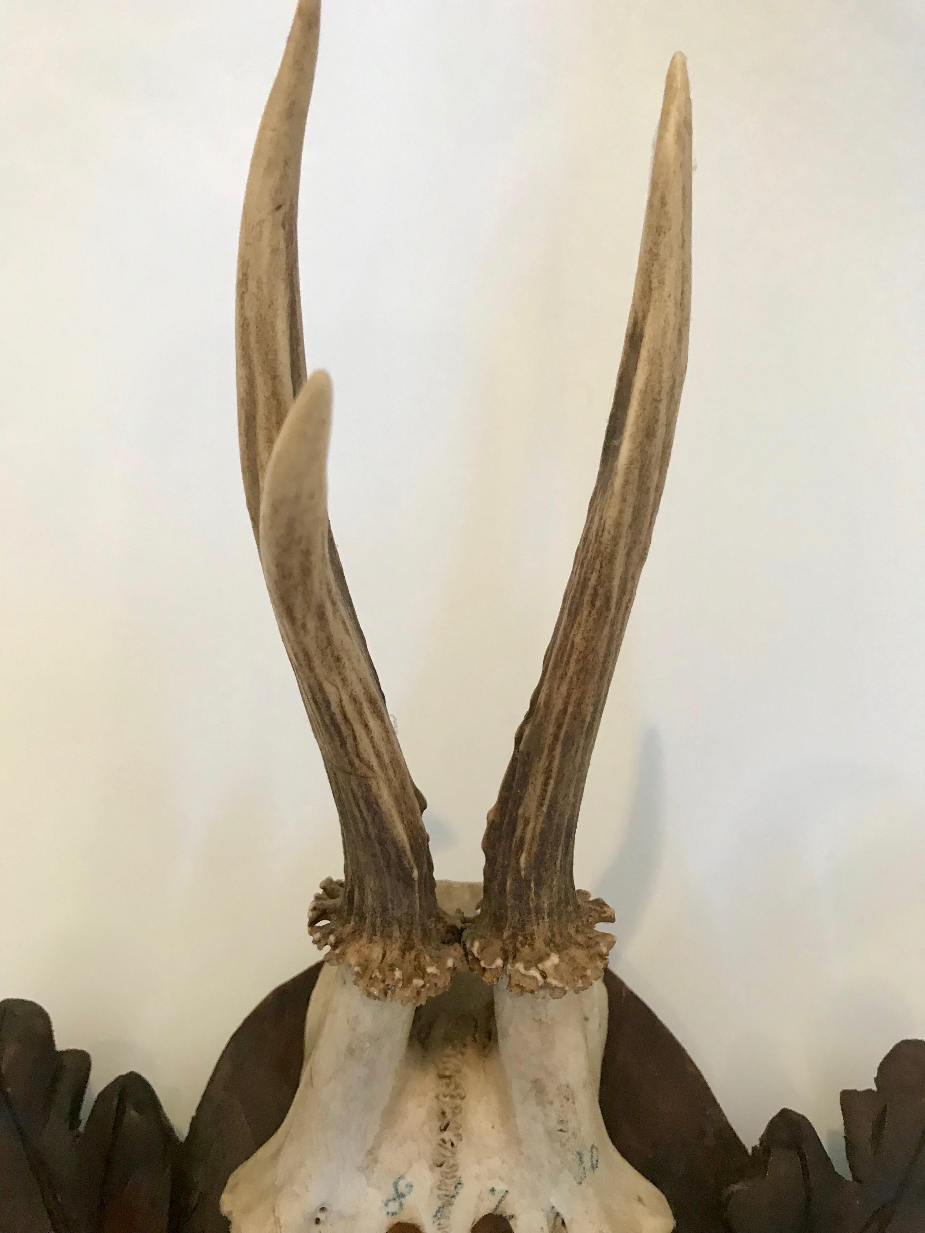 European Black Forest Antler Trophies Mounted on a Shield Back with Leaf Decoration For Sale