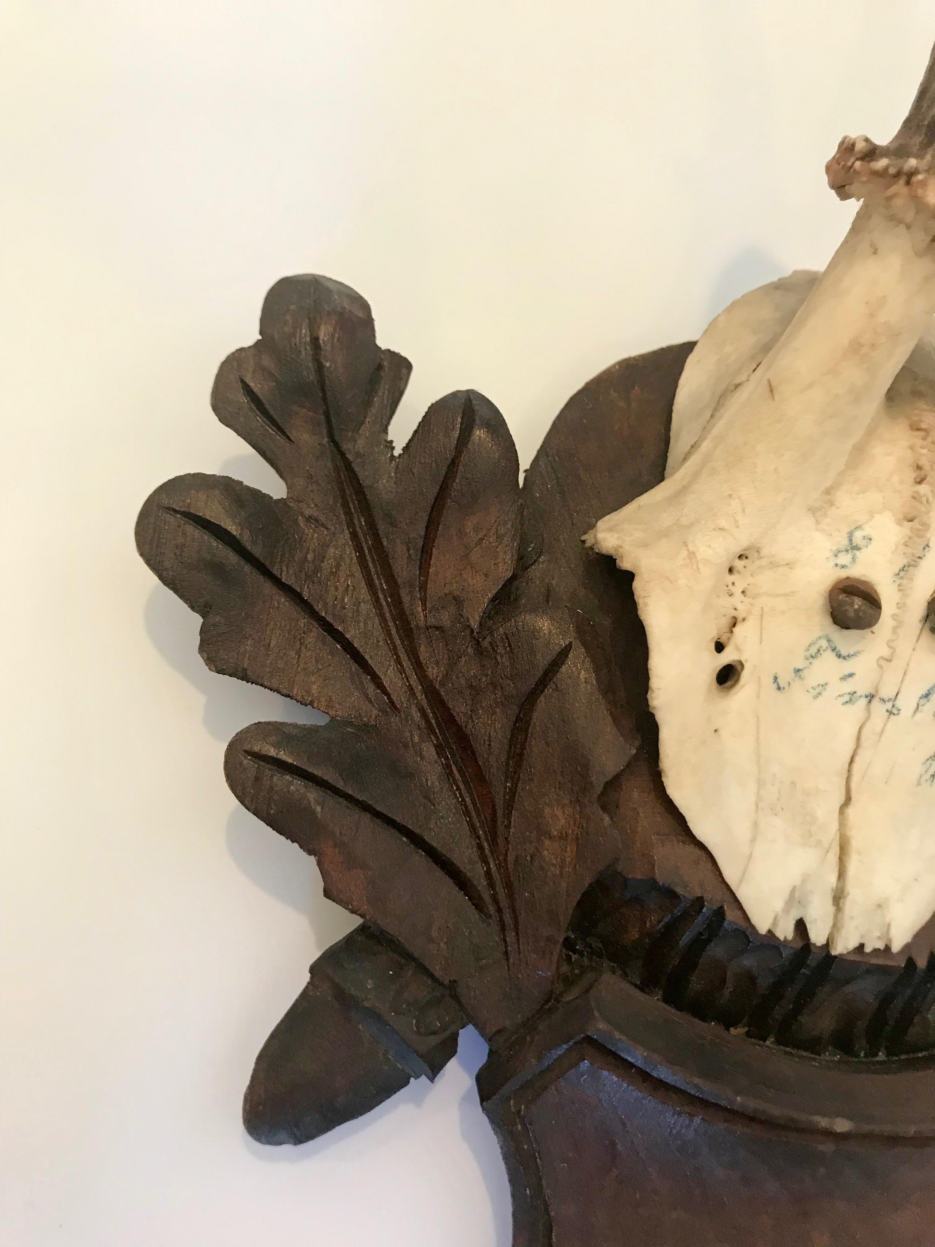 Black Forest Antler Trophies Mounted on a Shield Back with Leaf Decoration In Good Condition For Sale In Nashville, TN