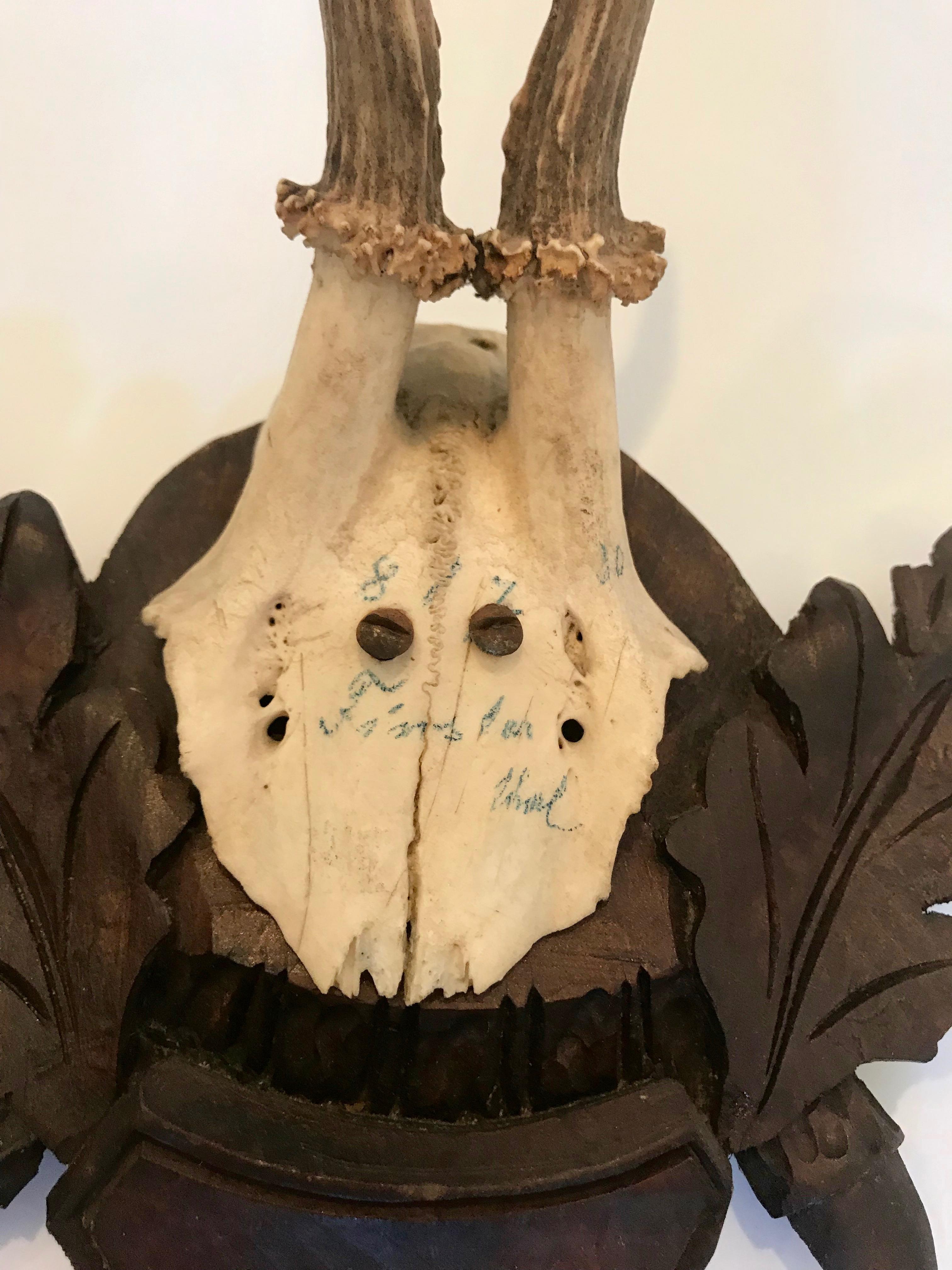 19th Century Black Forest Antler Trophies Mounted on a Shield Back with Leaf Decoration For Sale