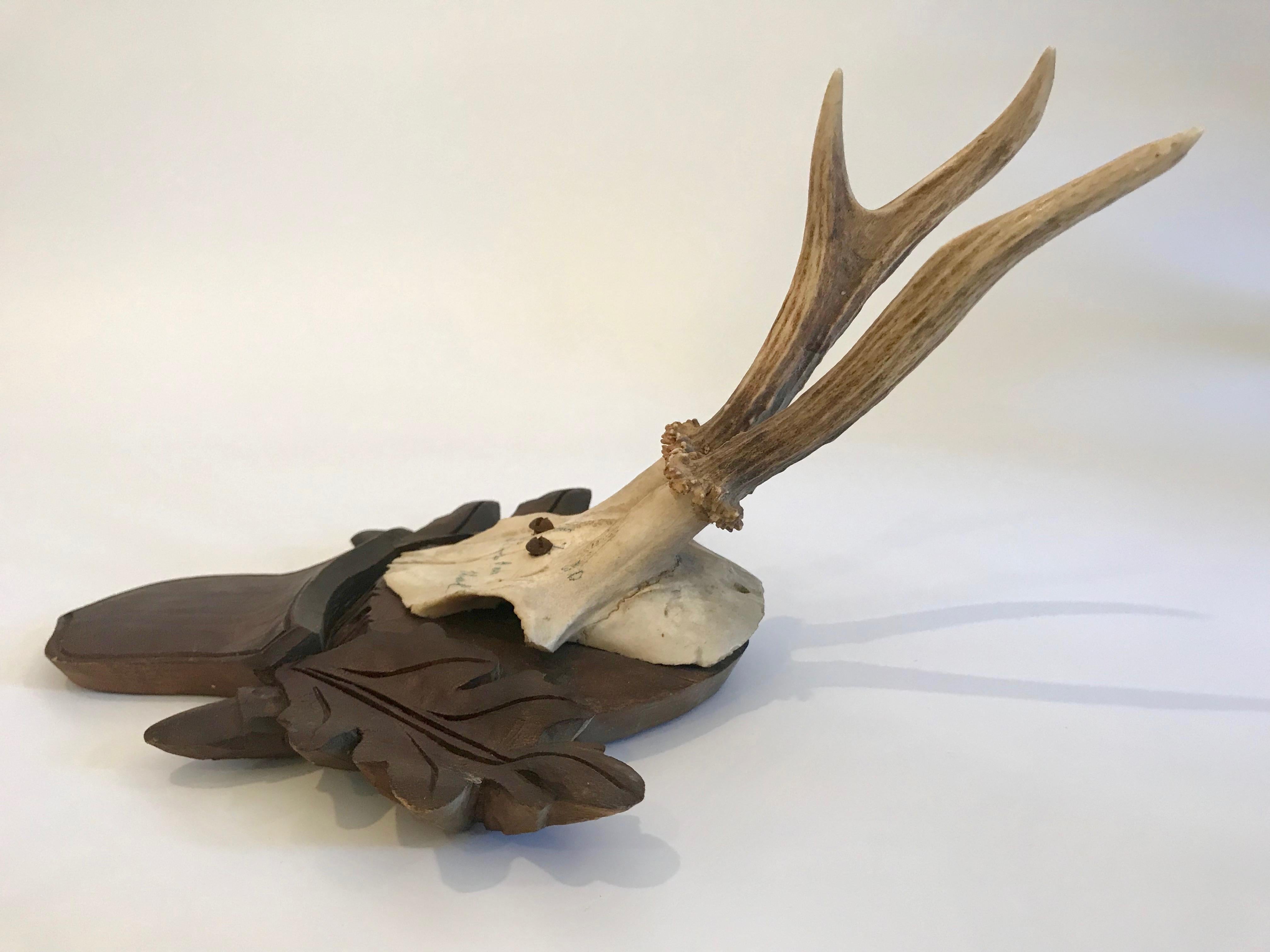 Black Forest Antler Trophies Mounted on a Shield Back with Leaf Decoration For Sale 2