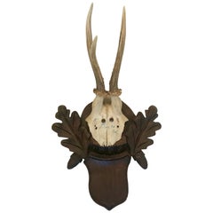 Black Forest Antler Trophies Mounted on a Shield Back with Leaf Decoration