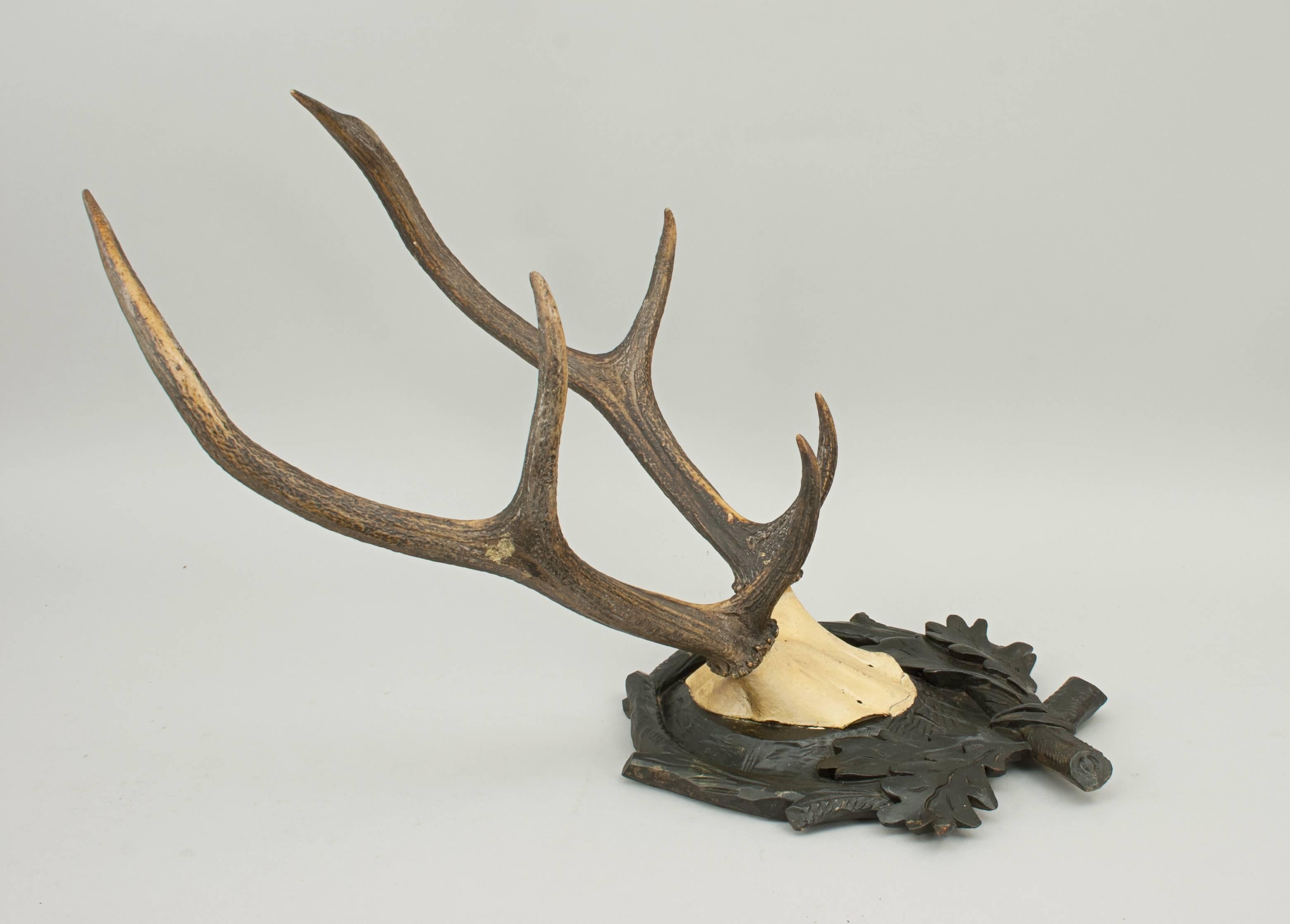 Mid-20th Century Black Forest Antlers on Shield