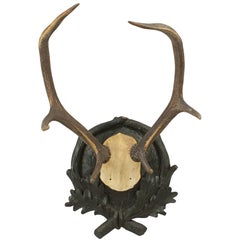 Black Forest Antlers on Shield