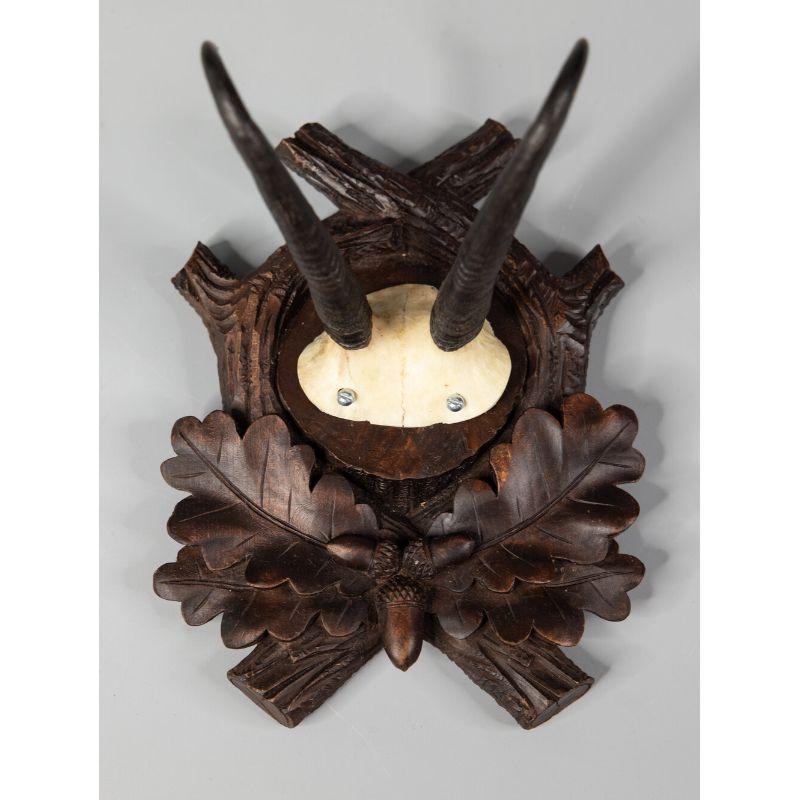 A fine antique early 20th-century chamois antler horns hunting trophy on a hand carved black forest plaque. The plaque is hand carved with oak leaves and acorns and was found in an old hunting lodge in Germany. It's perfect for a study and would