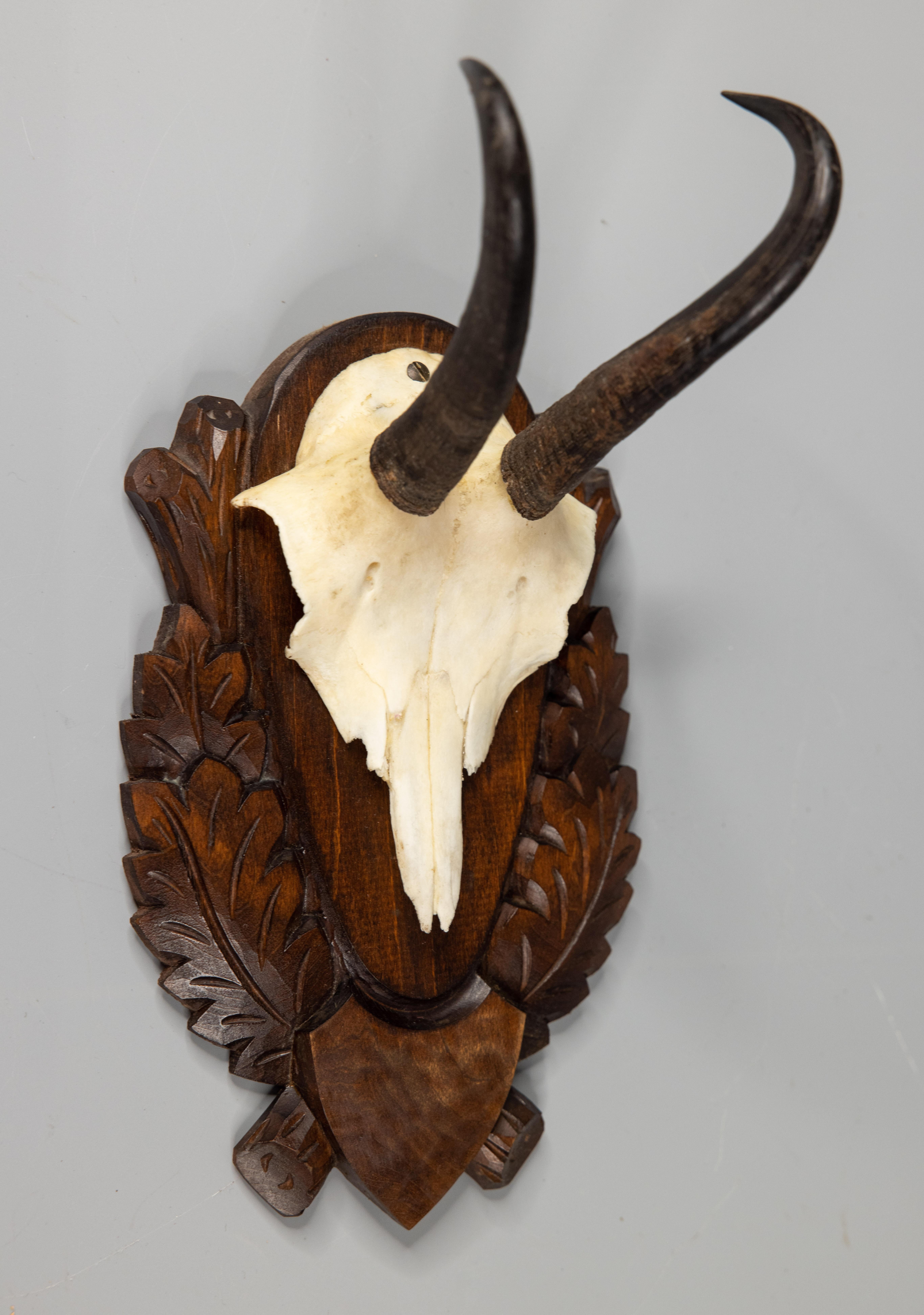 A fine vintage chamois antler horns hunting trophy on a hand carved black forest plaque. The plaque is hand carved with oak leaves and branches. It's perfect for a study and would make a great gift for Dad! These look fabulous grouped on a wall and