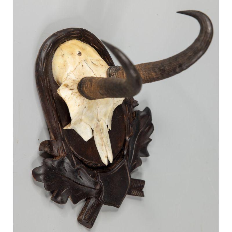 German Black Forest Chamois Antlers Hunting Trophy Mount