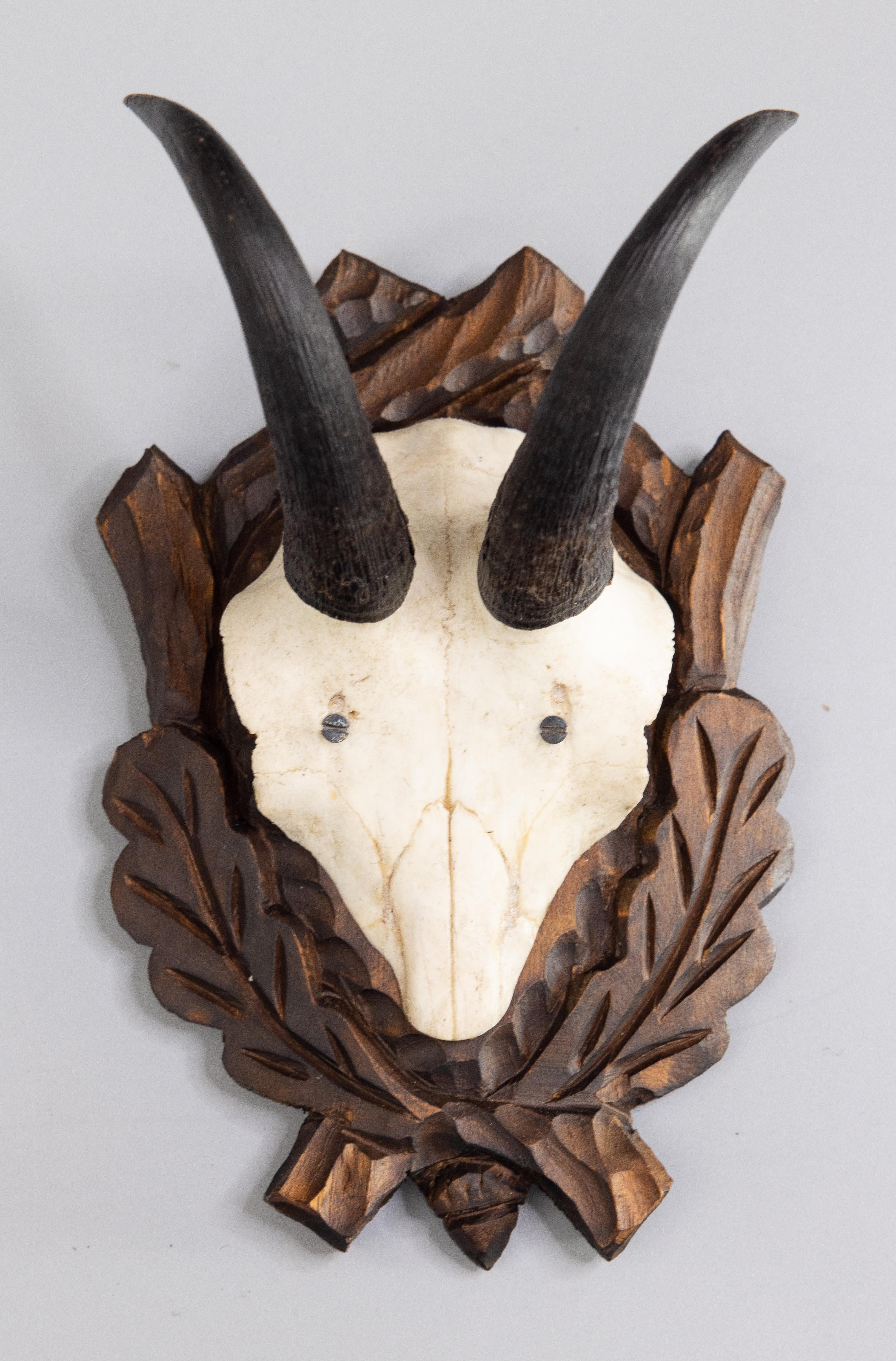 A fine antique petite chamois antler horns hunting trophy on a hand carved black forest plaque. The plaque is hand carved with oak leaves and crossed branches. It's perfect for a study and would make a great gift for Dad! These look fabulous grouped
