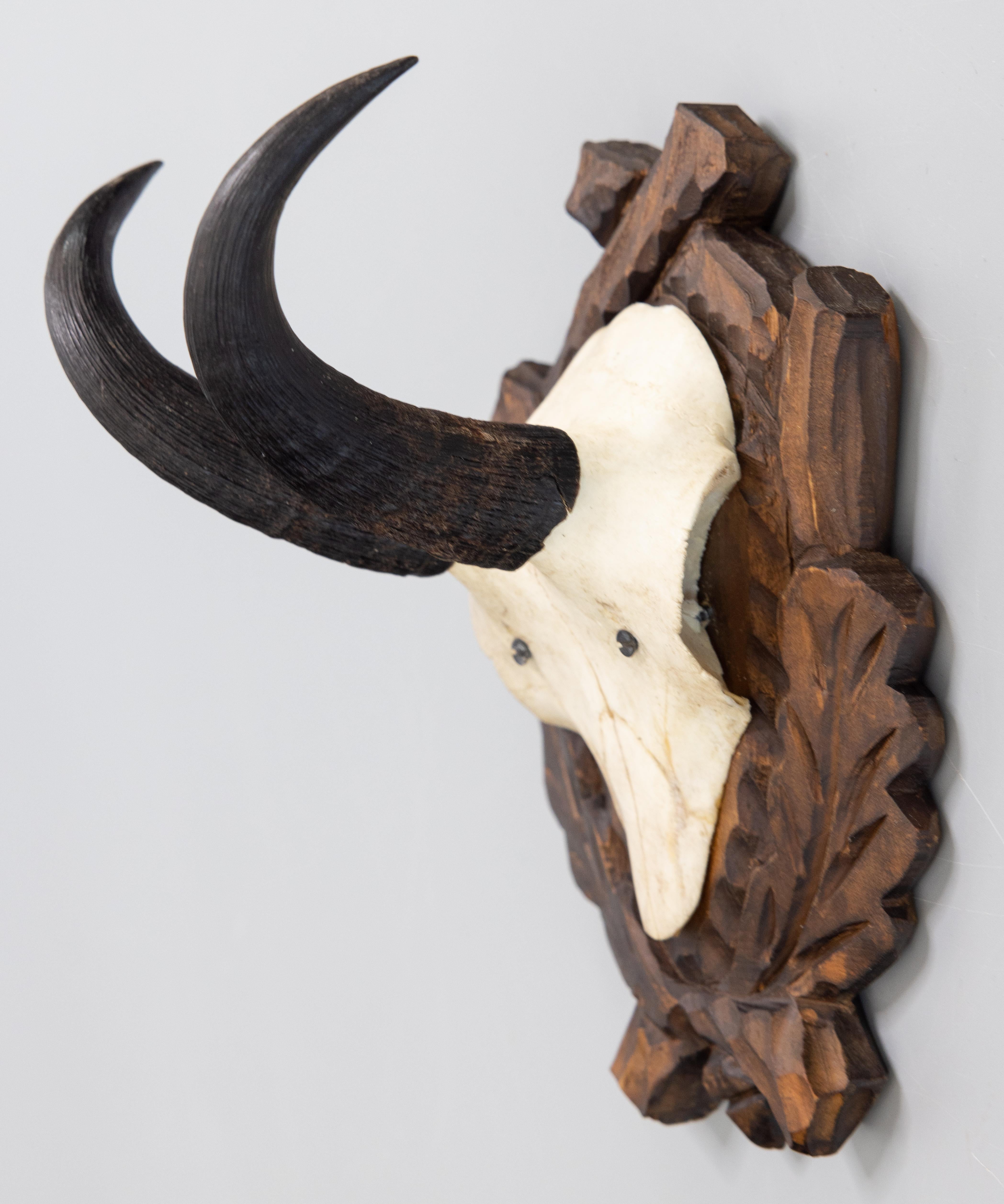 pronghorn euro mount