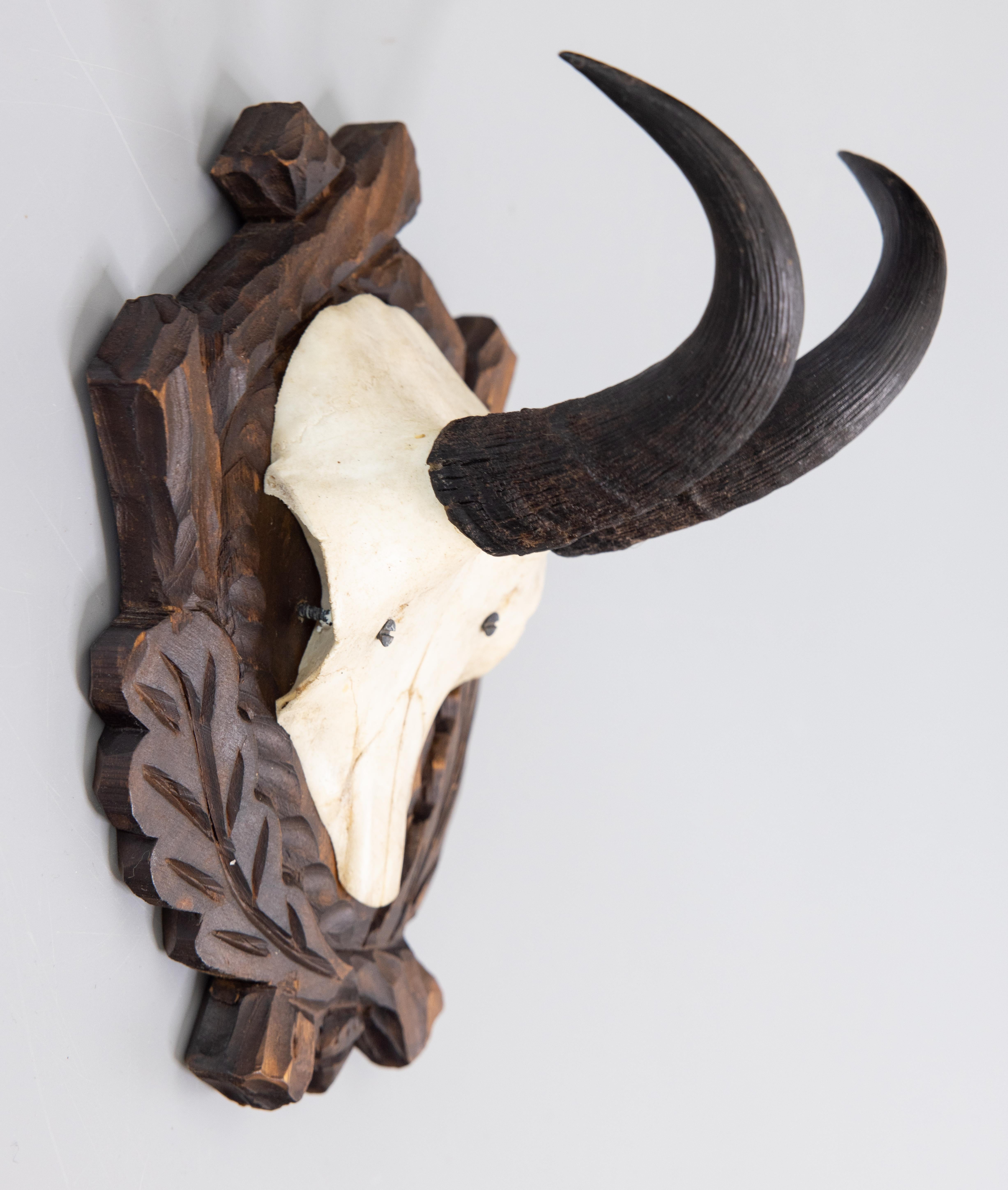 pronghorn euro mount