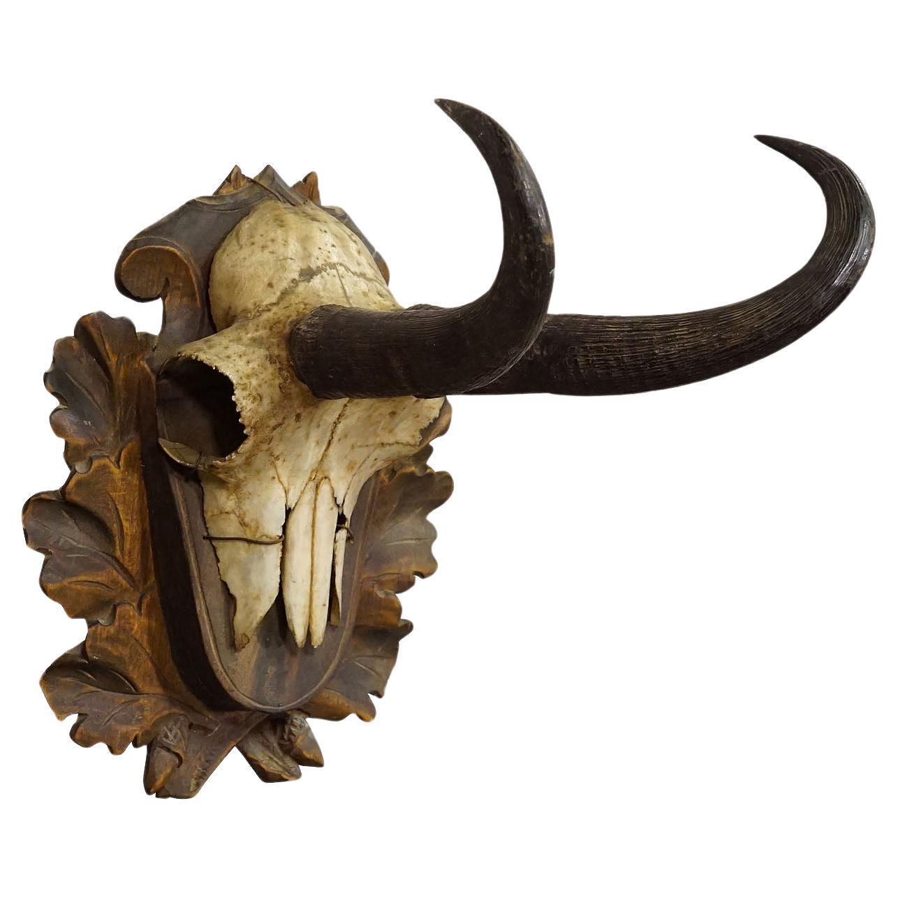 Black Forest Chamois Trophy on Carved Plaque, Germany 1924 For Sale