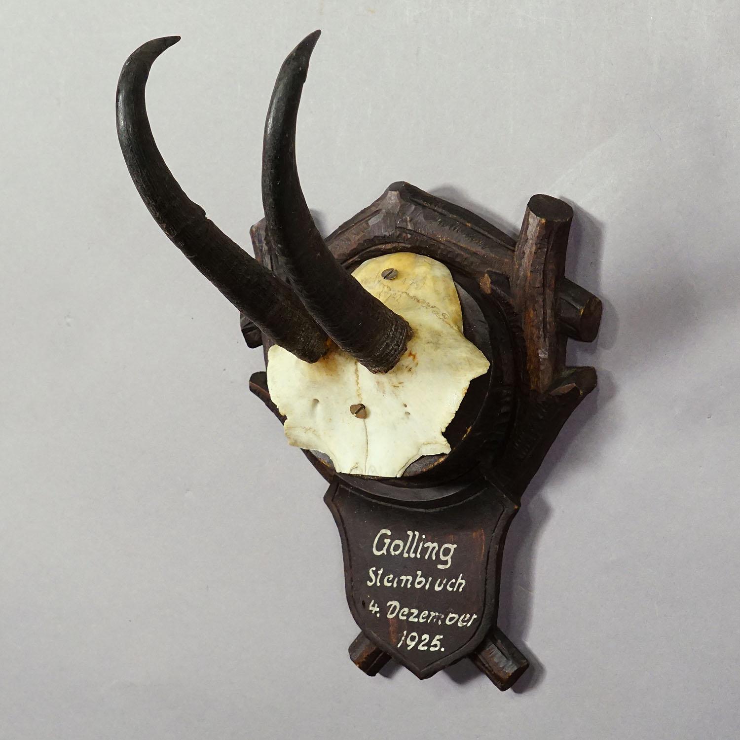 Black Forest Chamois Trophy on Carved Plaque, Germany 1925 In Good Condition For Sale In Berghuelen, DE