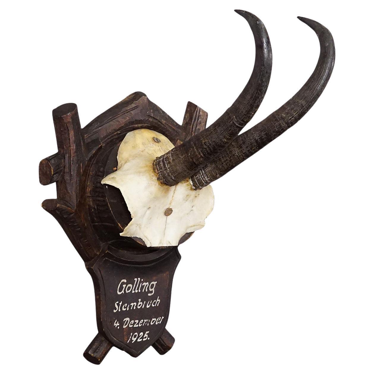 Black Forest Chamois Trophy on Carved Plaque, Germany 1925