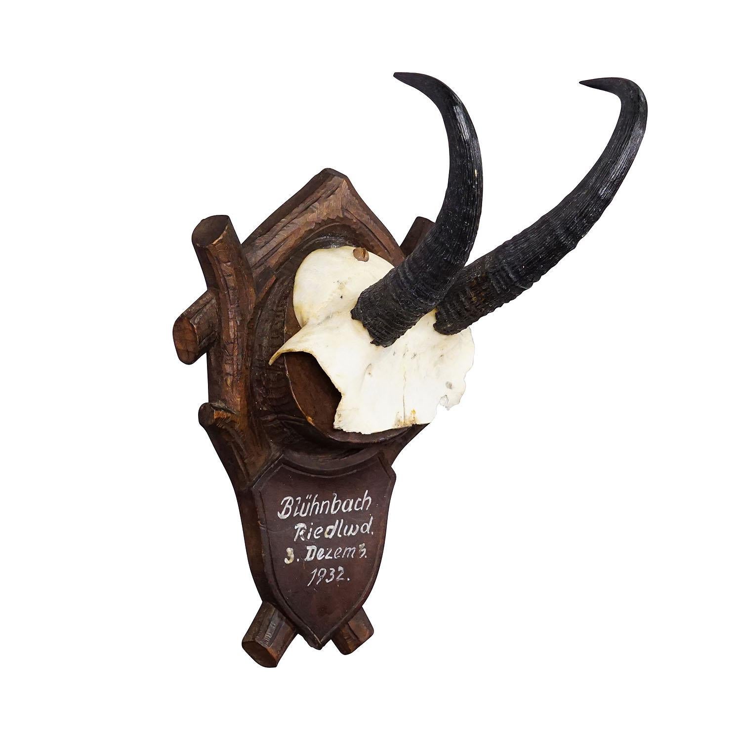 Black Forest Chamois Trophy on Carved Plaque, Germany 1932

An antique chamois (Rupicapra rupicapra) trophy mounted on a wooden carved plaque which features a handwritten inscription. The trophy was shot 1932 in the Bavarian pre-Alpine countryside.