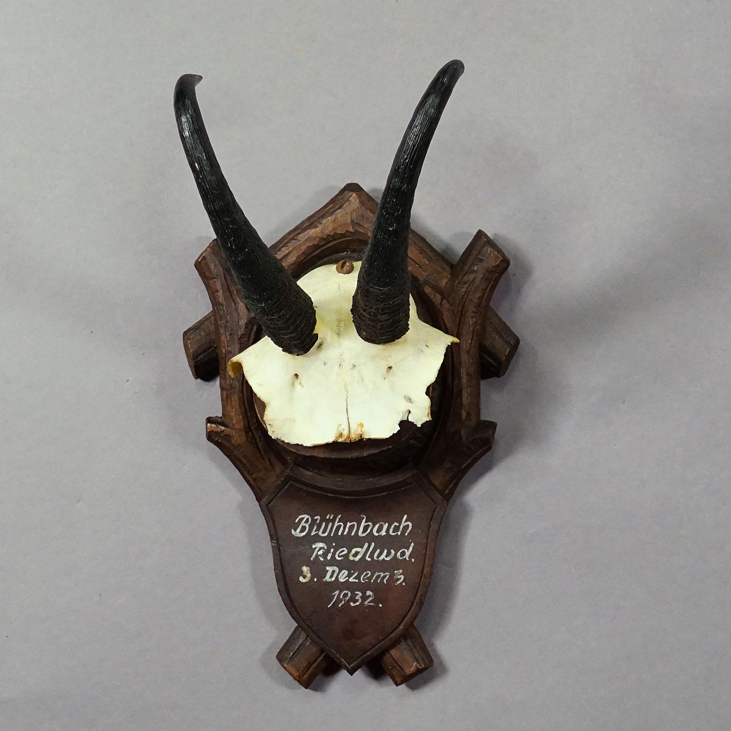 Black Forest Chamois Trophy on Carved Plaque, Germany 1932 In Good Condition In Berghuelen, DE