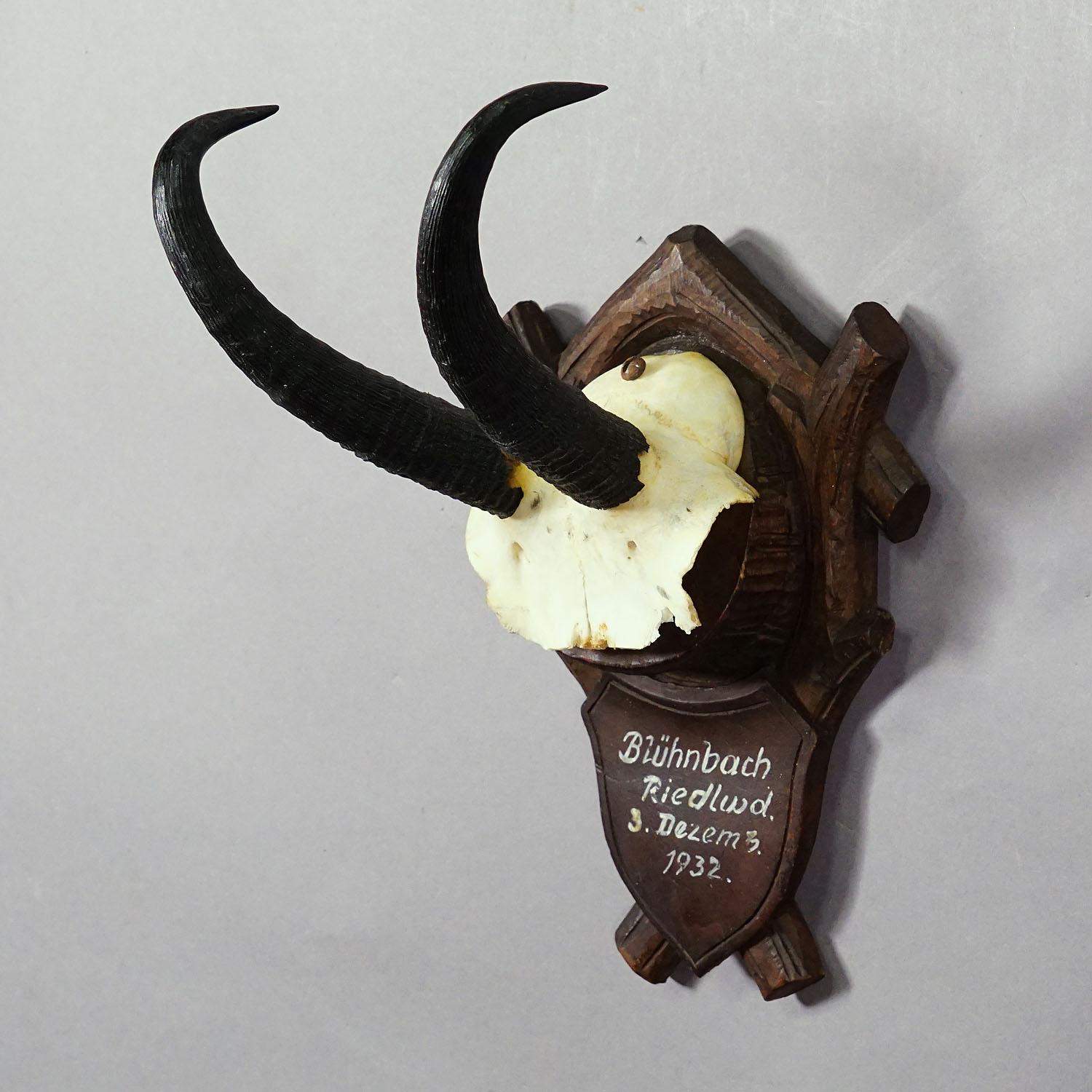 20th Century Black Forest Chamois Trophy on Carved Plaque, Germany 1932