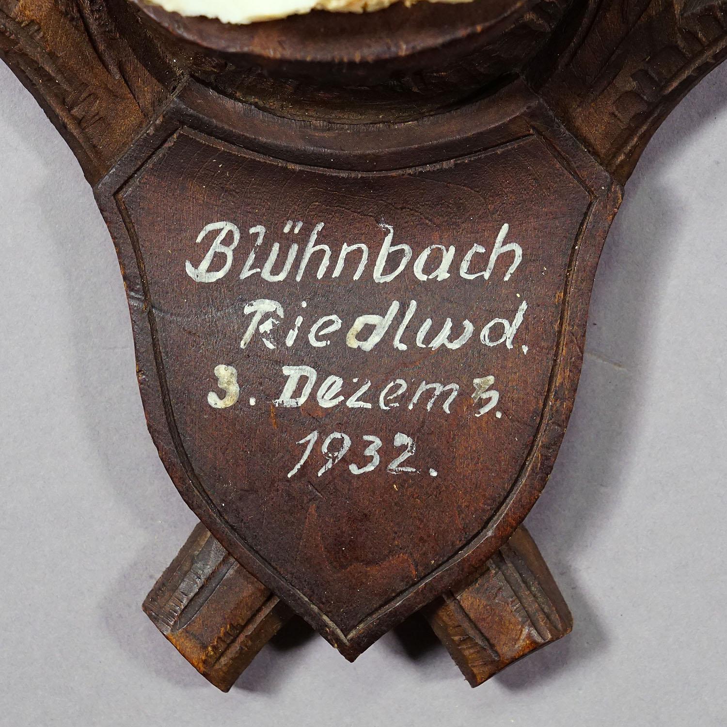 Wood Black Forest Chamois Trophy on Carved Plaque, Germany 1932