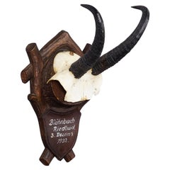 Black Forest Chamois Trophy on Carved Plaque, Germany 1932
