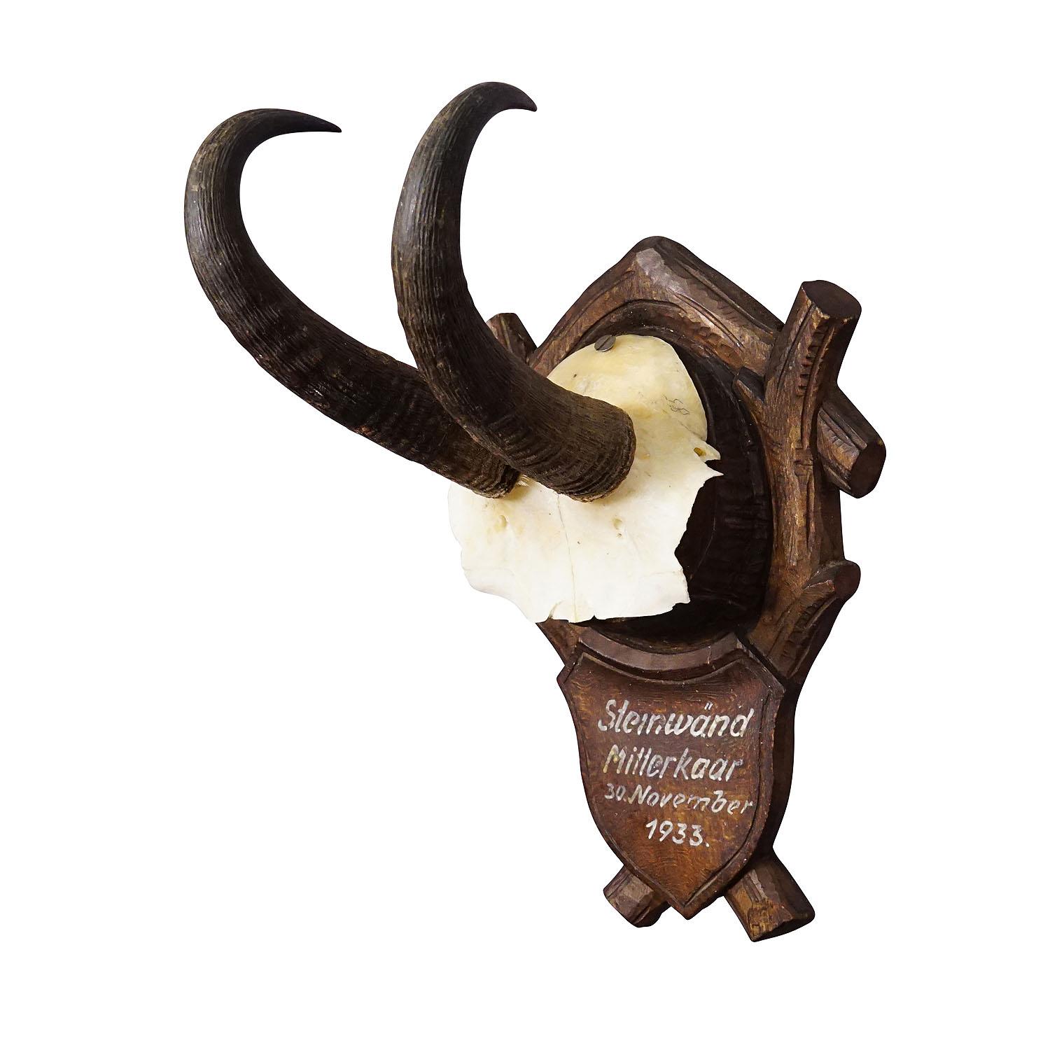Black Forest Chamois Trophy on Carved Plaque, Germany 1933

An antique chamois (Rupicapra rupicapra) trophy mounted on a wooden carved plaque which features a handwritten inscription. The trophy was shot 1933 in the Bavarian pre- Alpine countryside.