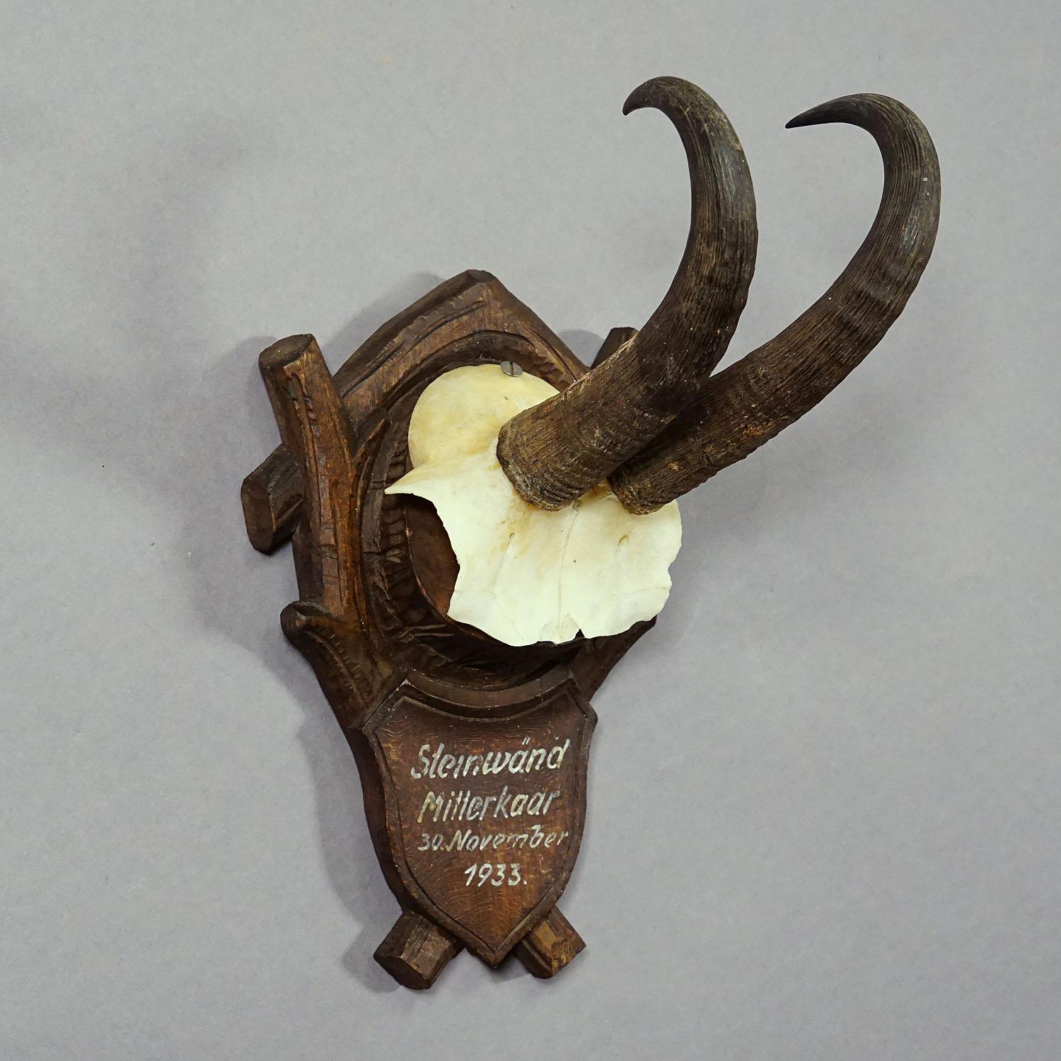 Black Forest Chamois Trophy on Carved Plaque, Germany 1933 In Good Condition In Berghuelen, DE
