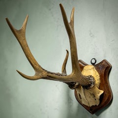 Black Forest Deer Antler uneven Trophy on Hand-Carved Wooden Plaque, Austria