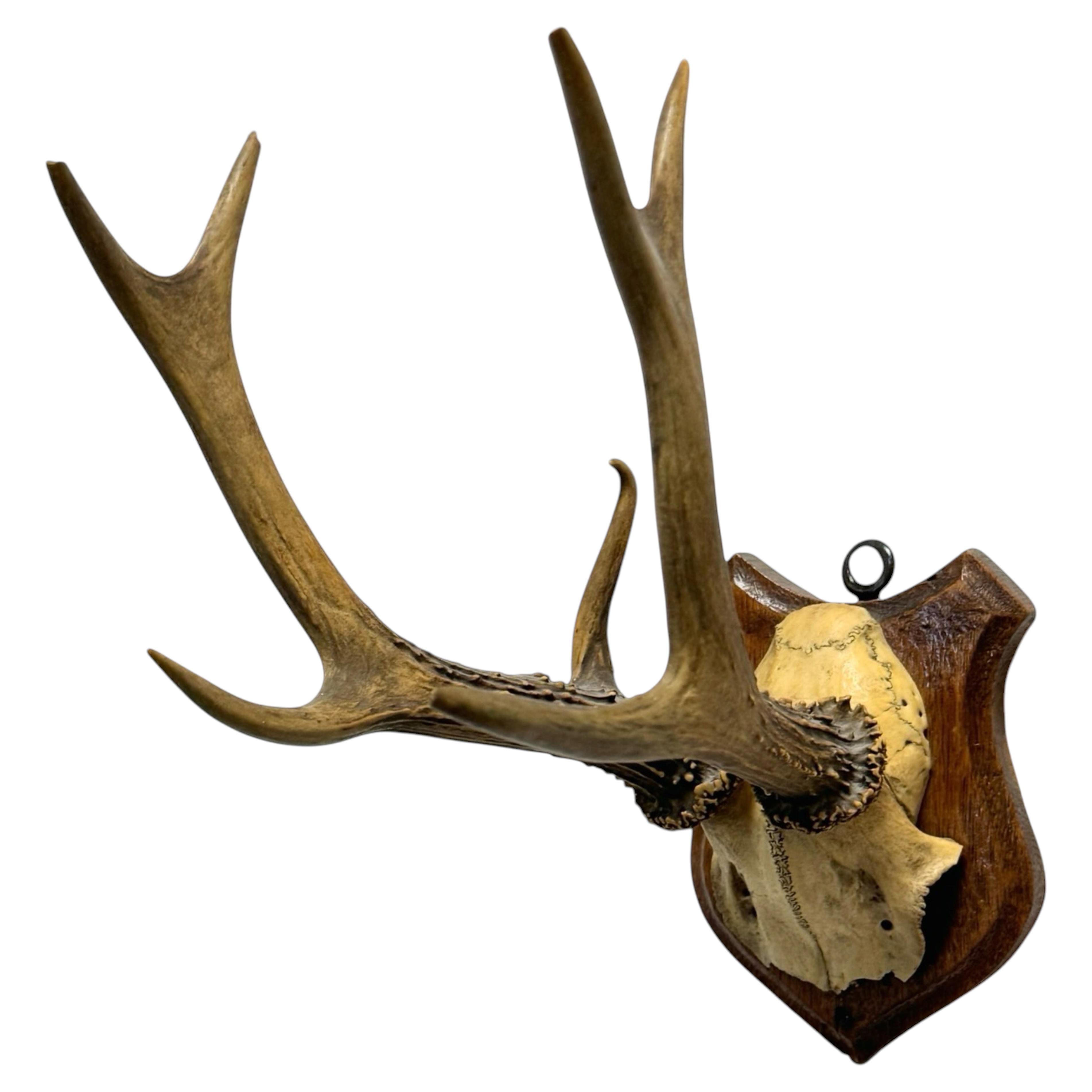 Black Forest Deer Antler uneven Trophy on Hand-Carved Wooden Plaque, Austria