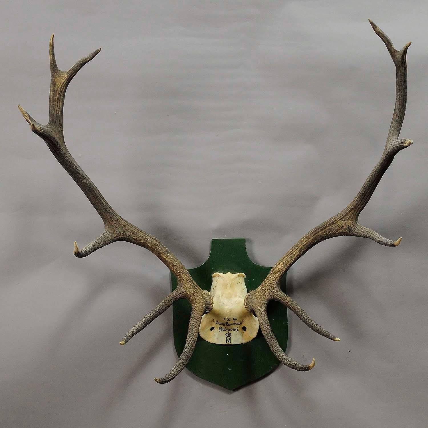 A great uneven 14 pointer Black Forest deer trophy from the palace of Salem in South Germany. Shot in the area of castle balmoral, United Kingdom by a member of the lordly family of Badenin 1959. Handwritten inscriptions on the skull with, place of