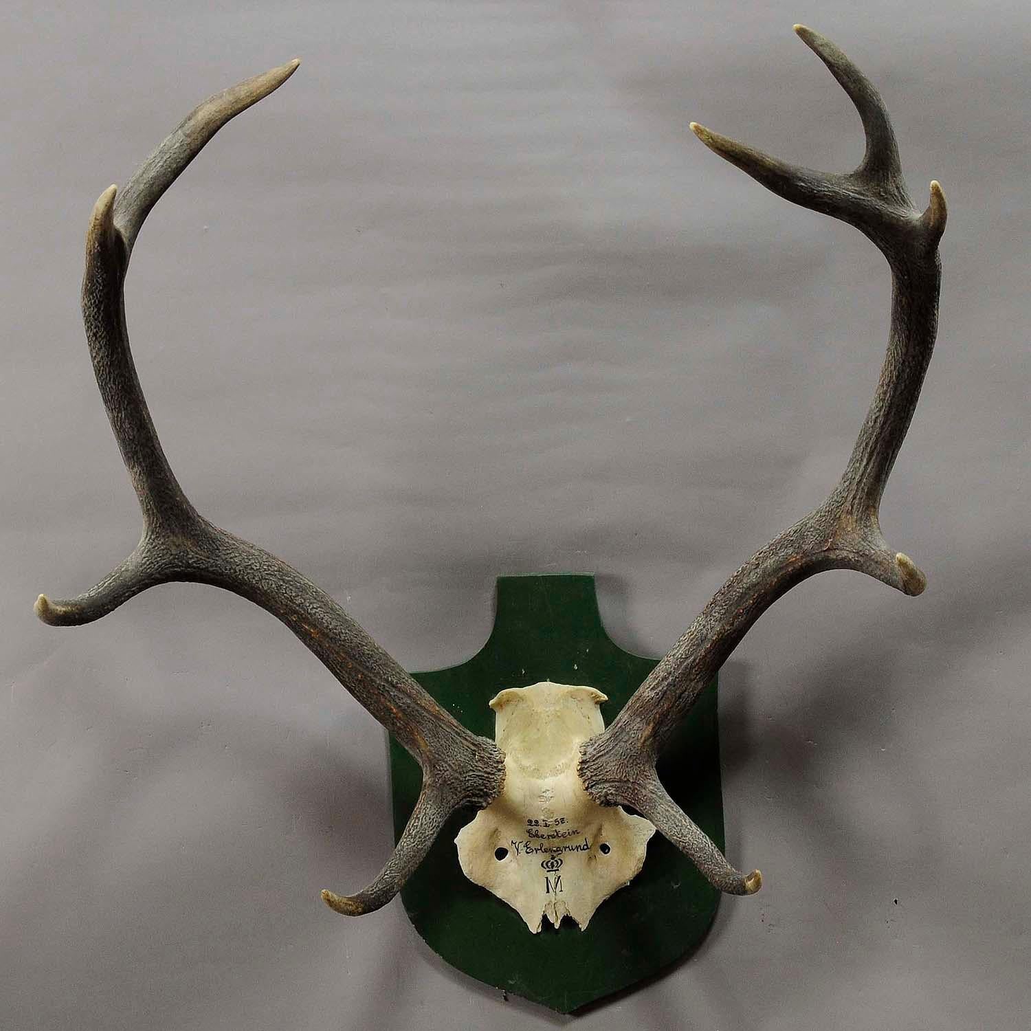 A great uneven 10 pointer Black Forest deer trophy from the palace of Salem in south Germany. Shoot by a member of the lordly family of Badenin 1957. Handwritten inscriptions on the skull with, place of the hunt and date 1957. Mounted on a wooden