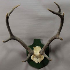 Black Forest Deer Trophy from Salem, Germany, Berstein, 1957