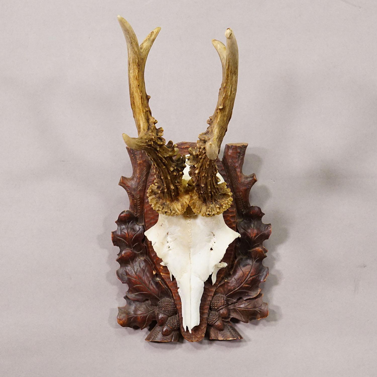 German Black Forest Deer Trophy on Carved Wooden Plaque ca. 1900s For Sale