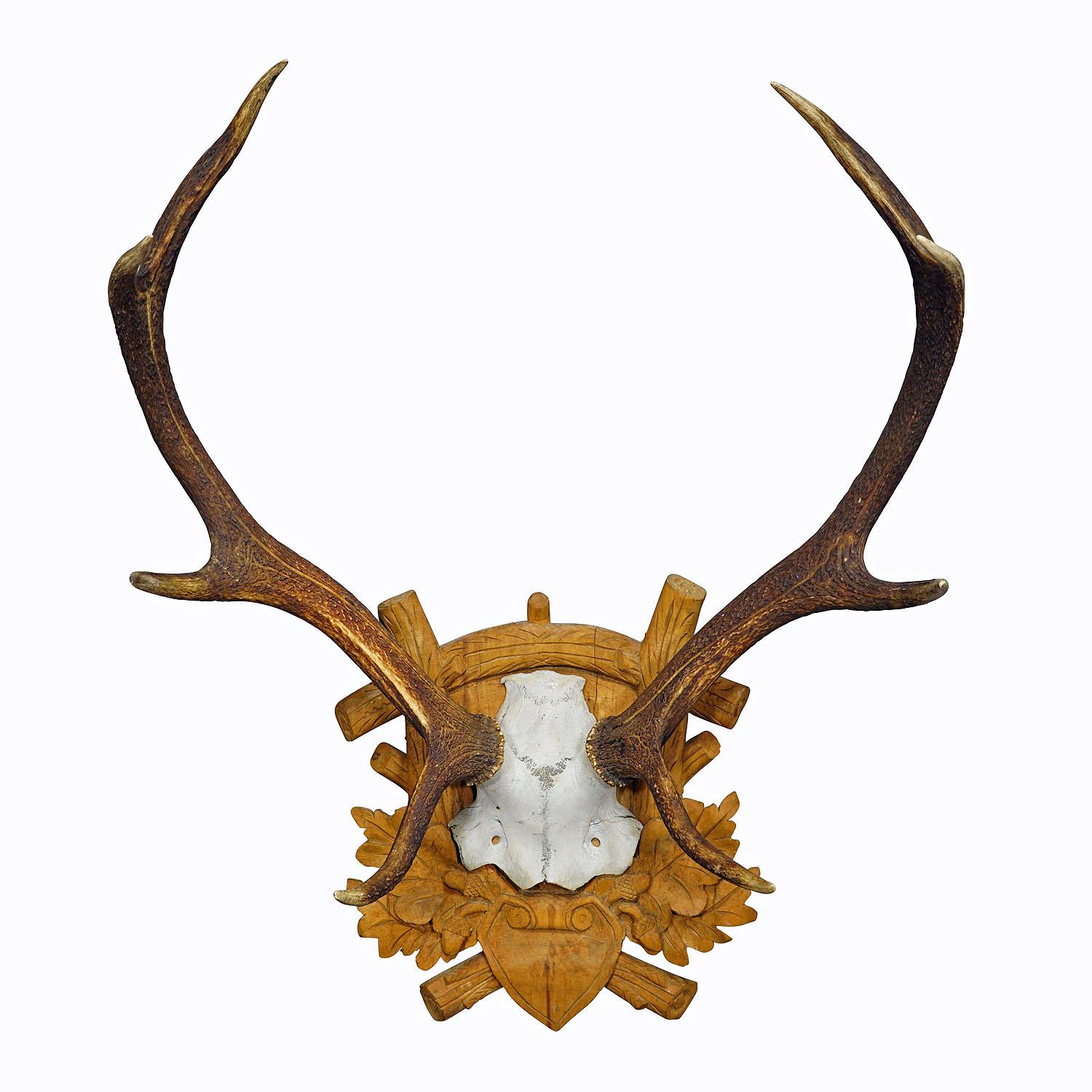 Black Forest Deer Trophy on Carved Wooden Plaque ca. 1930s

A large 8 pointer deer (Cervus elaphus) trophy from the Black Forest. The trophy was shot in the 1930s. The antlers are mounted on a carved wooden wall plaque.

Trophies are mementos from