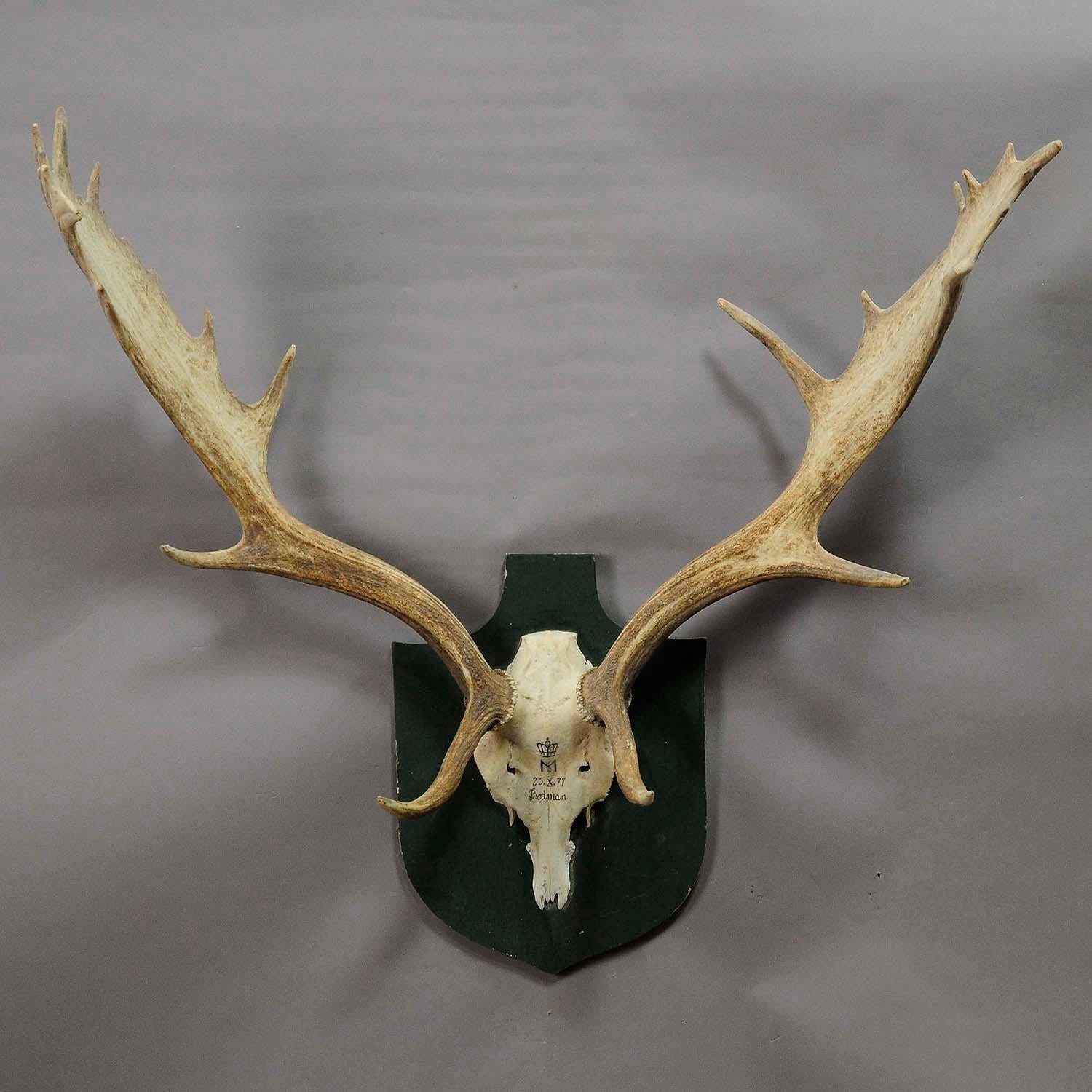 A great Black Forest fallow deer trophy from the palace of Salem in south Germany. Shoot by a member of the Lordly family of Badenin, 1977. Handwritten inscriptions on the skull with, place of the hunt and date 1977. Mounted on a wooden plaque, good