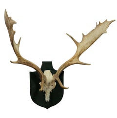 Black Forest Fallow Deer Trophy from Salem, Germany, Bodmann