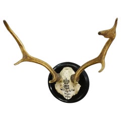 Black Forest Fallow Deer Trophy from Salem Germany, Solitude Park 1894