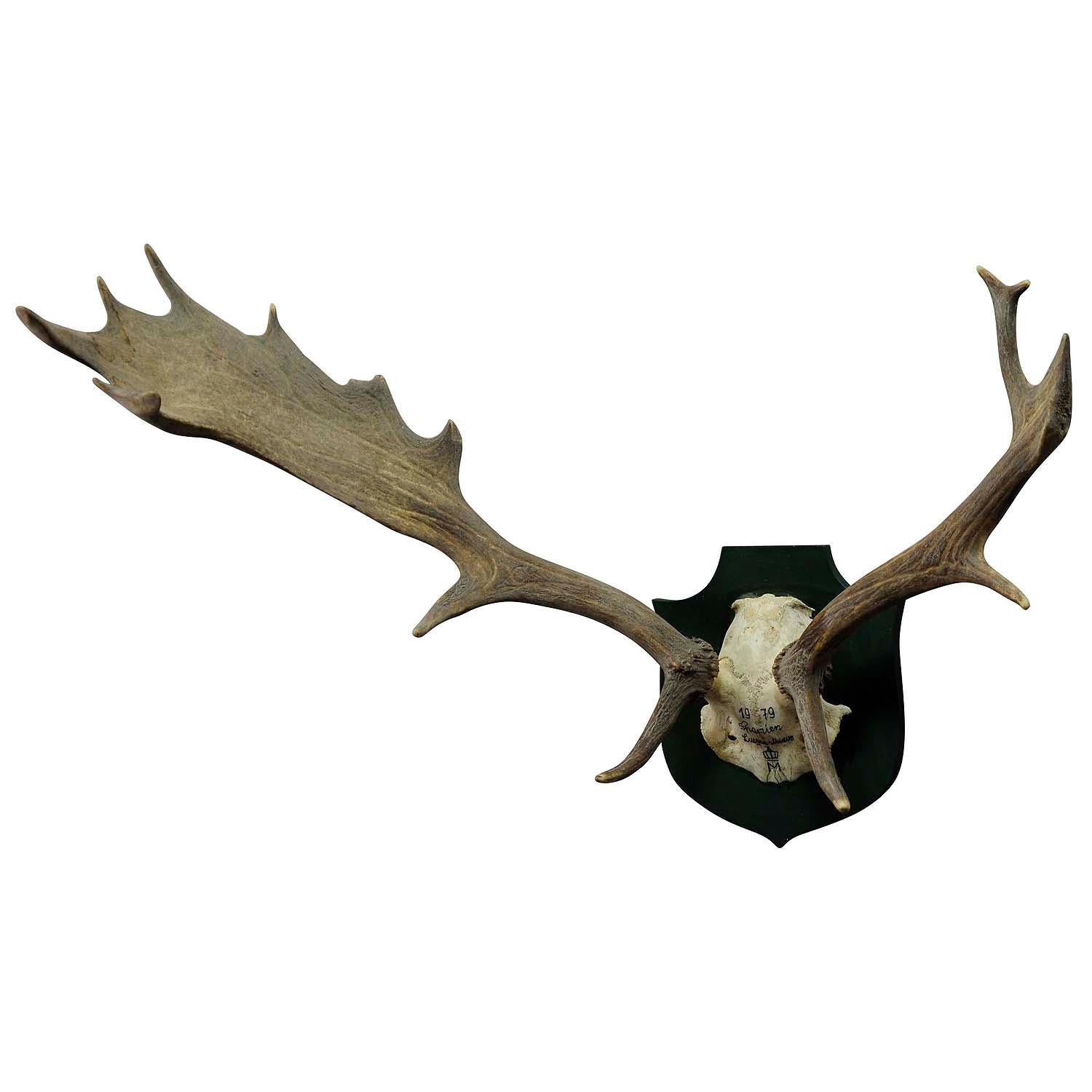 Black Forest Fallow deer Trophy from Salem - Spain 1979

A great abnormal Black Forest fallow deer (Dama dama) trophy from the palace of Salem in South Germany. It was shot in Spain by a member of the lordly family of Baden in 1979. The handwritten