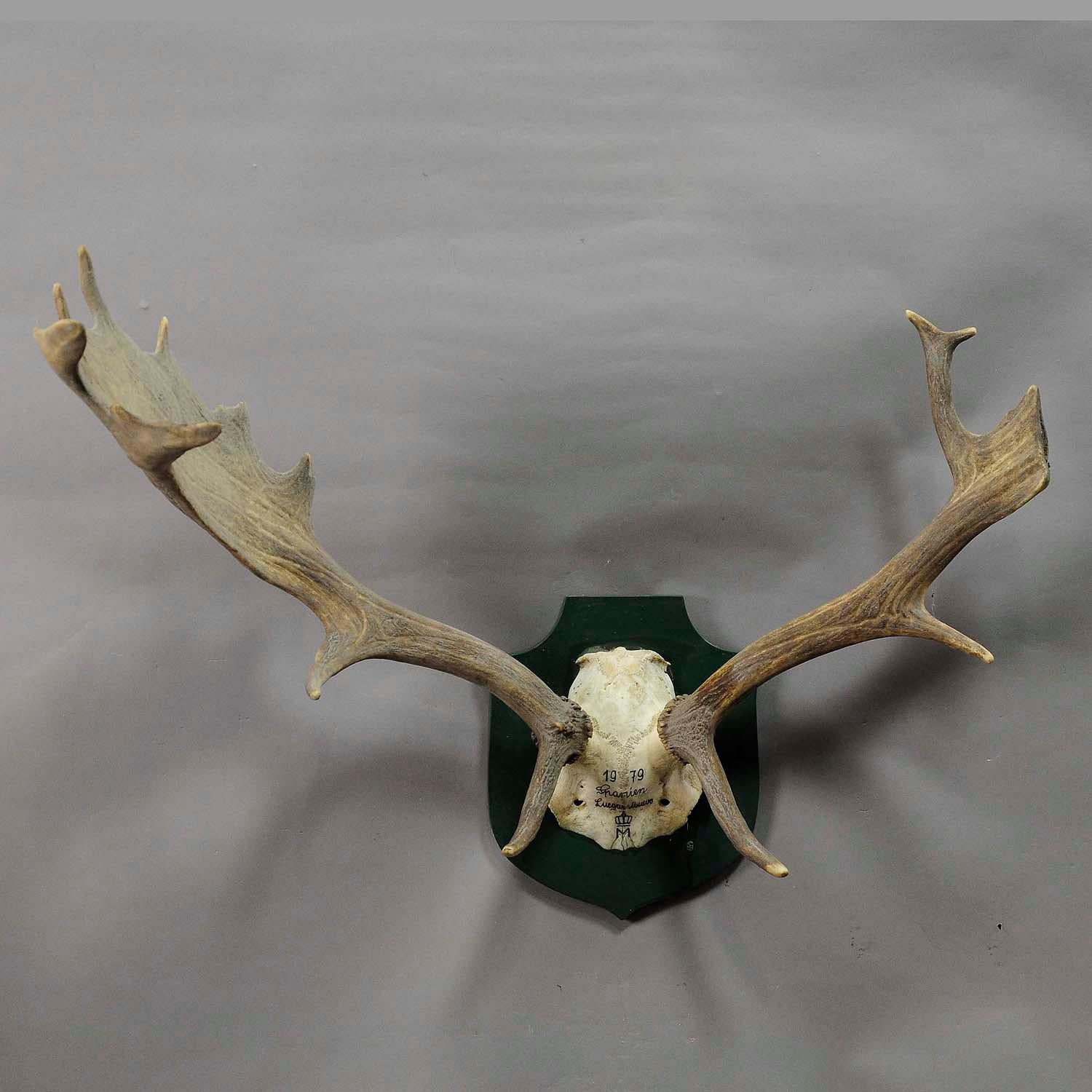 Rustic Black Forest Fallow Deer Trophy from Salem, Spain, 1979 For Sale