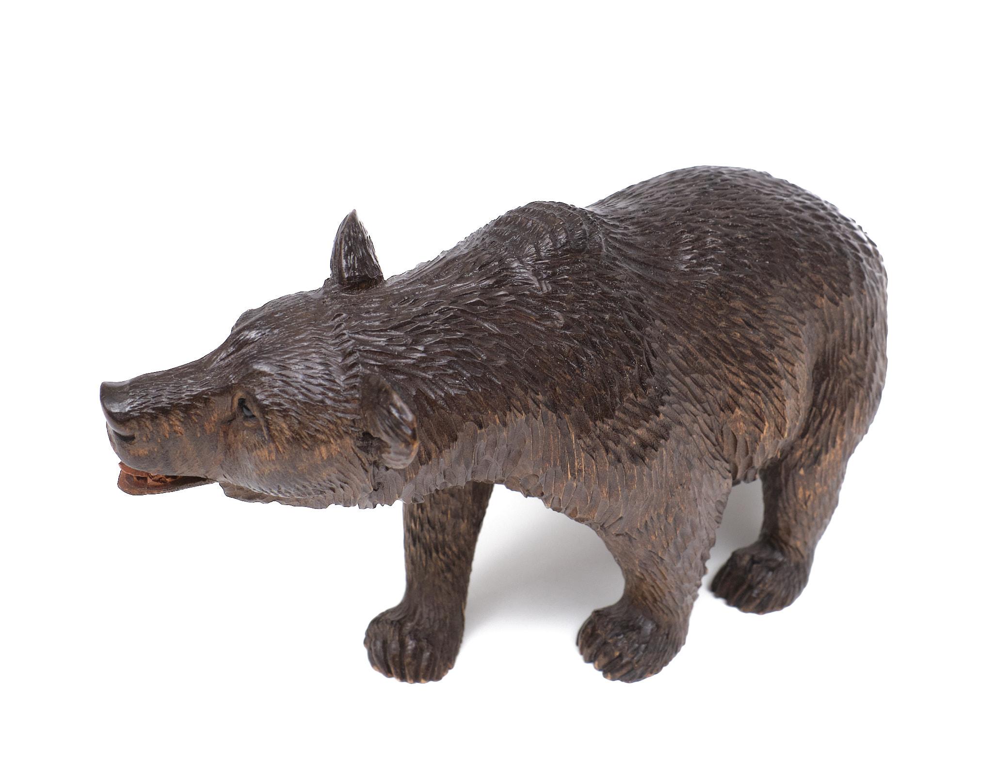 Black Forest glass eye Bear 1920s Germany . In Good Condition For Sale In Den Haag, NL