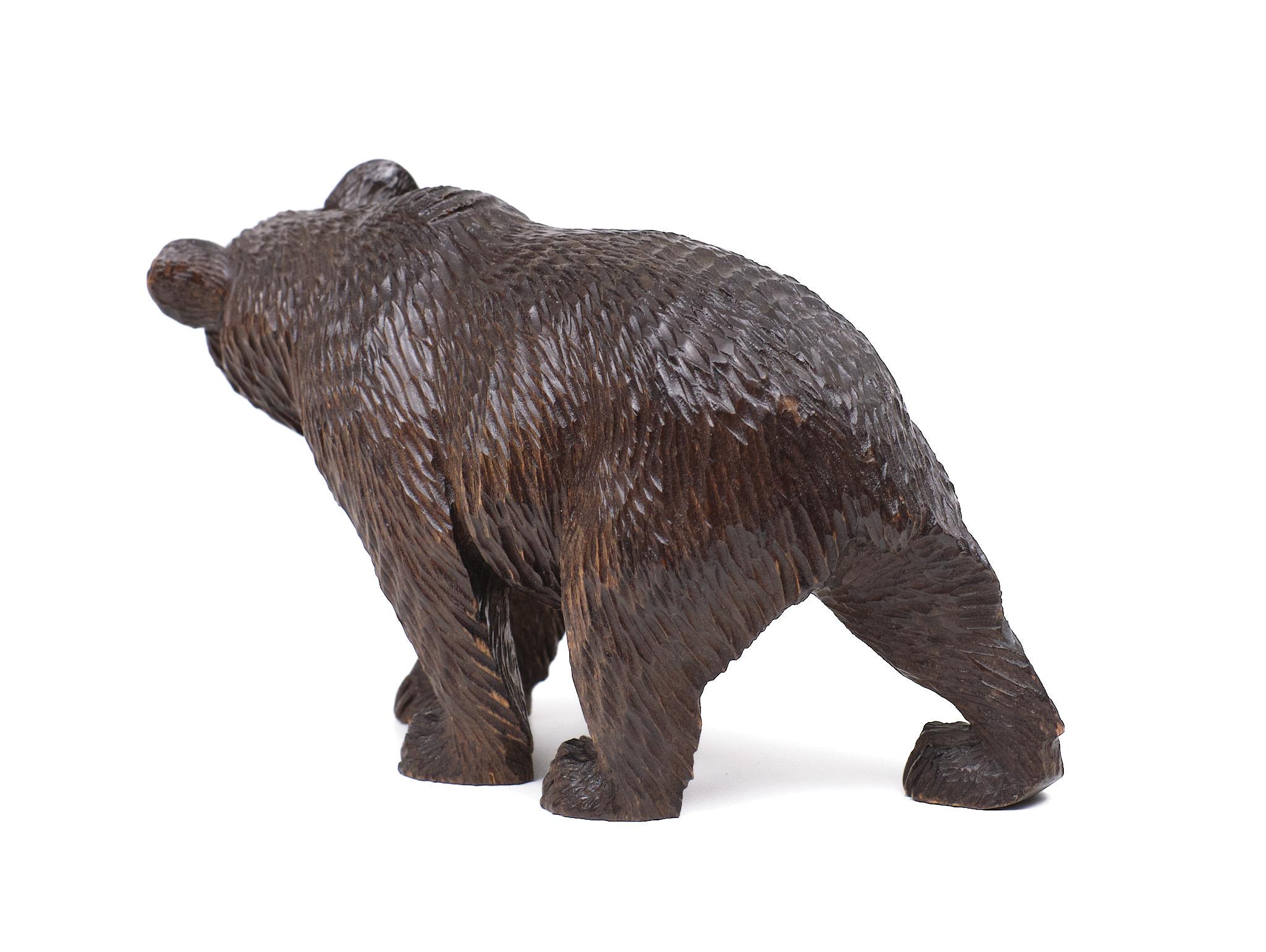 Early 20th Century Black Forest glass eye Bear 1920s Germany . For Sale