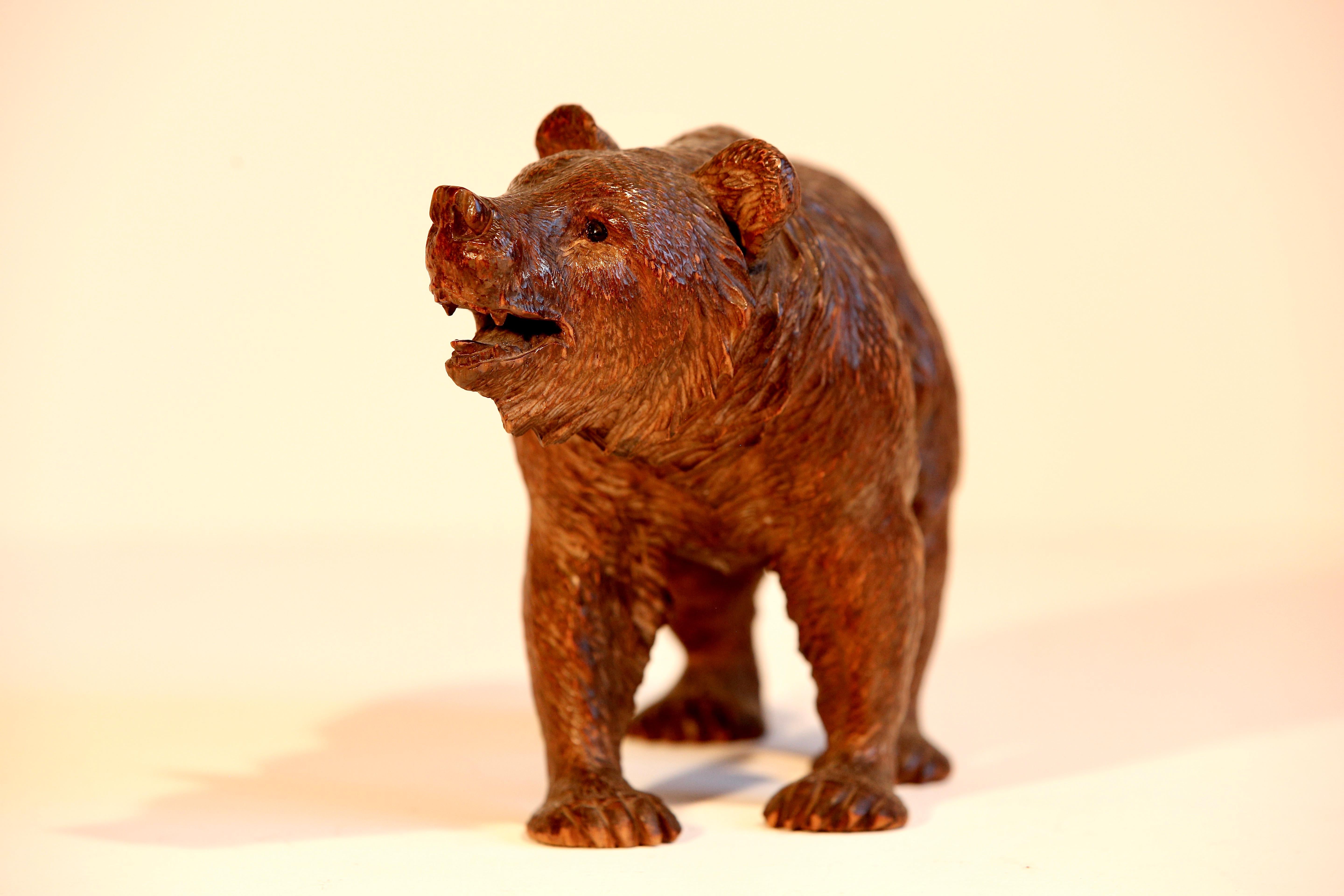   
Black Forest Linden wood naturalistically carved strolling bear with original glass eyes, crafted in Brienz. This exquisitely carved lindenwood piece features realistic details. An excellent illustration of the well-known Swiss Black Forest