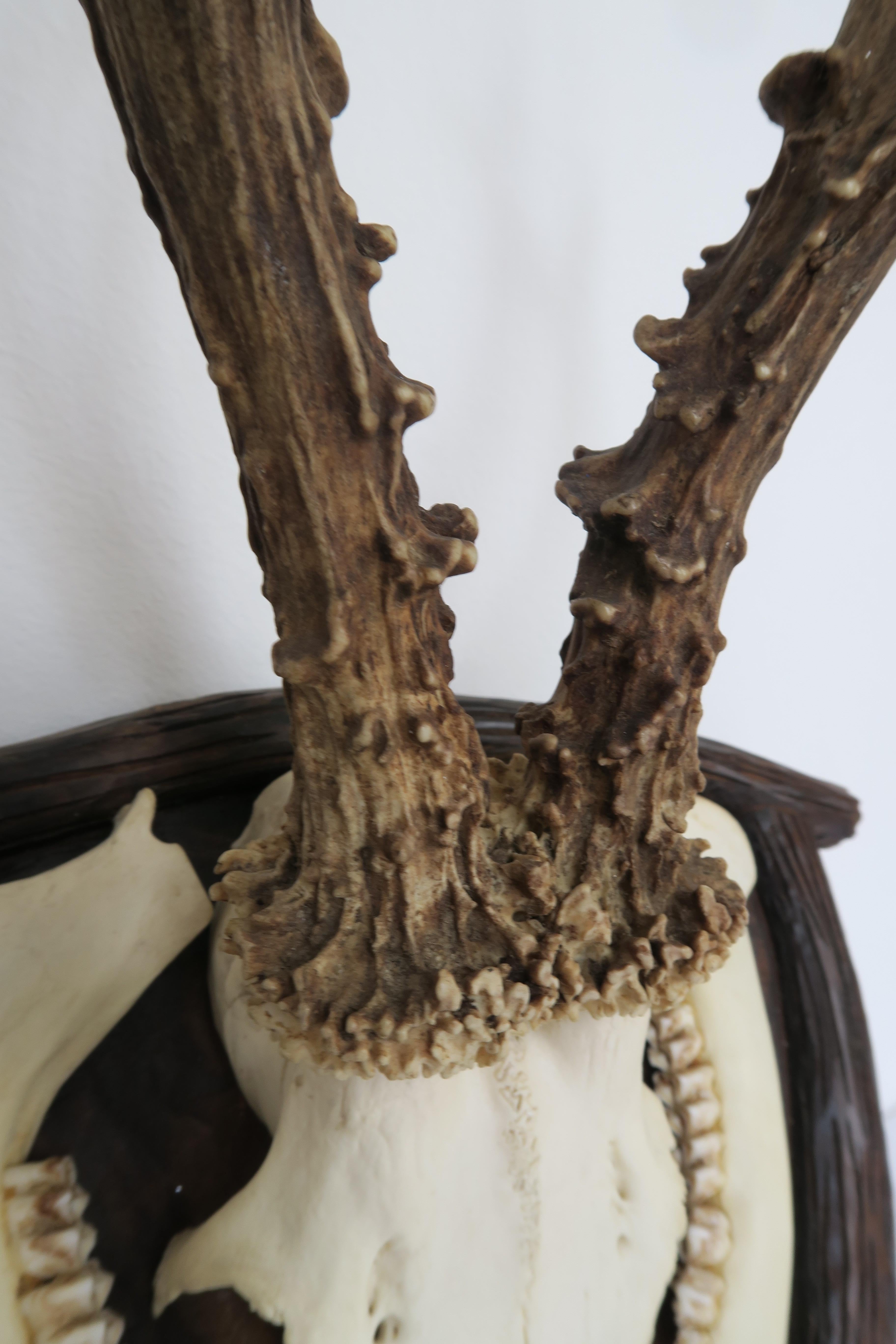 A vendre, un trophée de chasse allemand de la Forêt Noire sculpté à la main. La planche a été fabriquée en bois de noyer autrichien et présente un ensemble de magnifiques taxidermies. Les bois de cerf mesurent environ 23,5 cm de long et sont