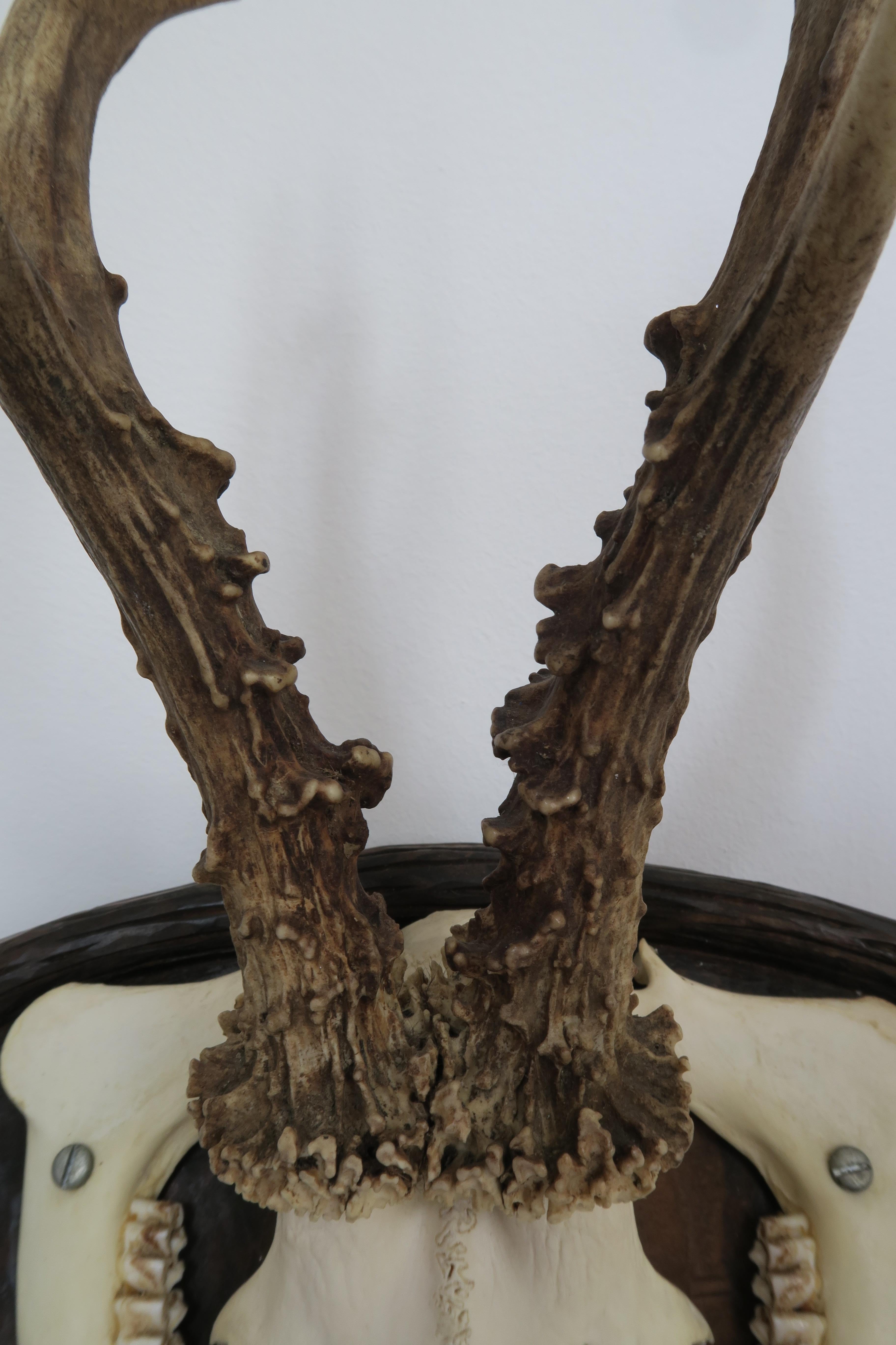 Black Forest or Austrian Antler Trophy In Excellent Condition For Sale In Vienna, AT