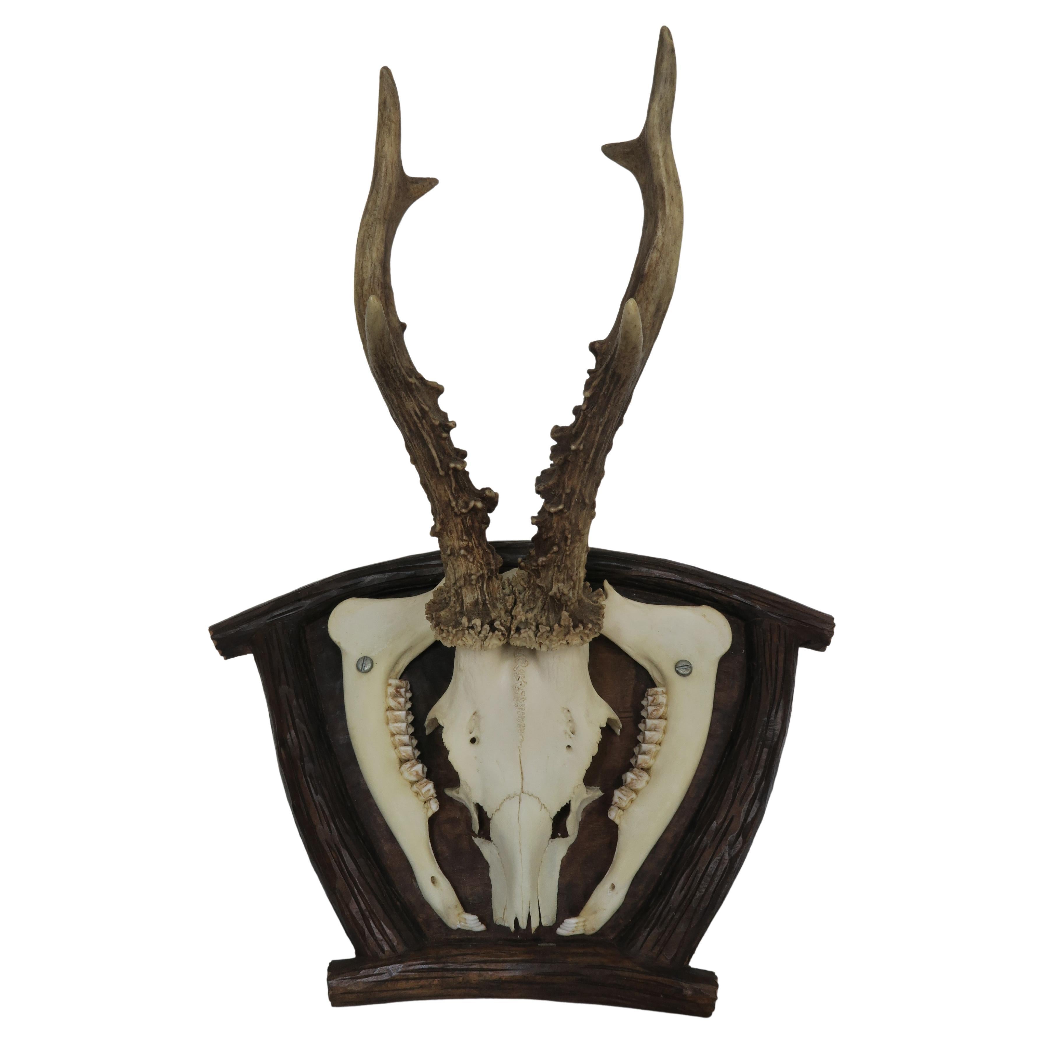Black Forest or Austrian Antler Trophy For Sale