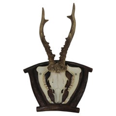 Vintage Black Forest or Austrian Antler Trophy