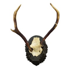 Trofeo Black Forest Red Deer Abnorm su placca intagliata Germania anni '30