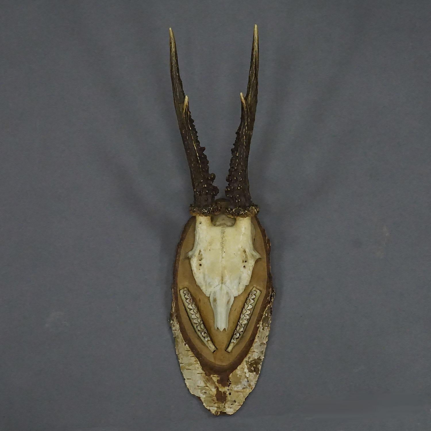 Black Forest Red Deer Trophy on Birch Slice - 1935

An 4 pointer red deer (Cervus elaphus) trophy from the Black Forest mounted on a birch slice. The slice features a handpainted inscription on the backside and the teeth of the deer on the front