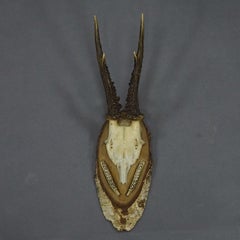 Trofeo Cervo Black Forest su fetta di betulla - 1935