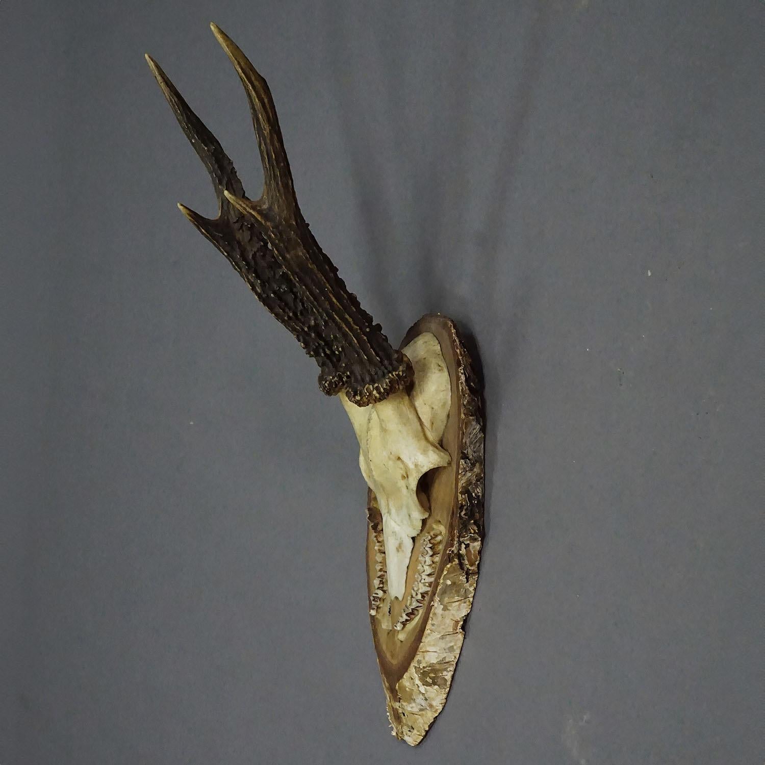 Rustic Black Forest Red Deer Trophy on Birch Slice - 1935 For Sale