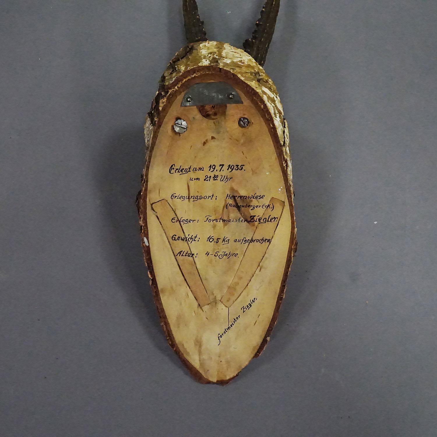 Mid-20th Century Black Forest Red Deer Trophy on Birch Slice - 1935 For Sale